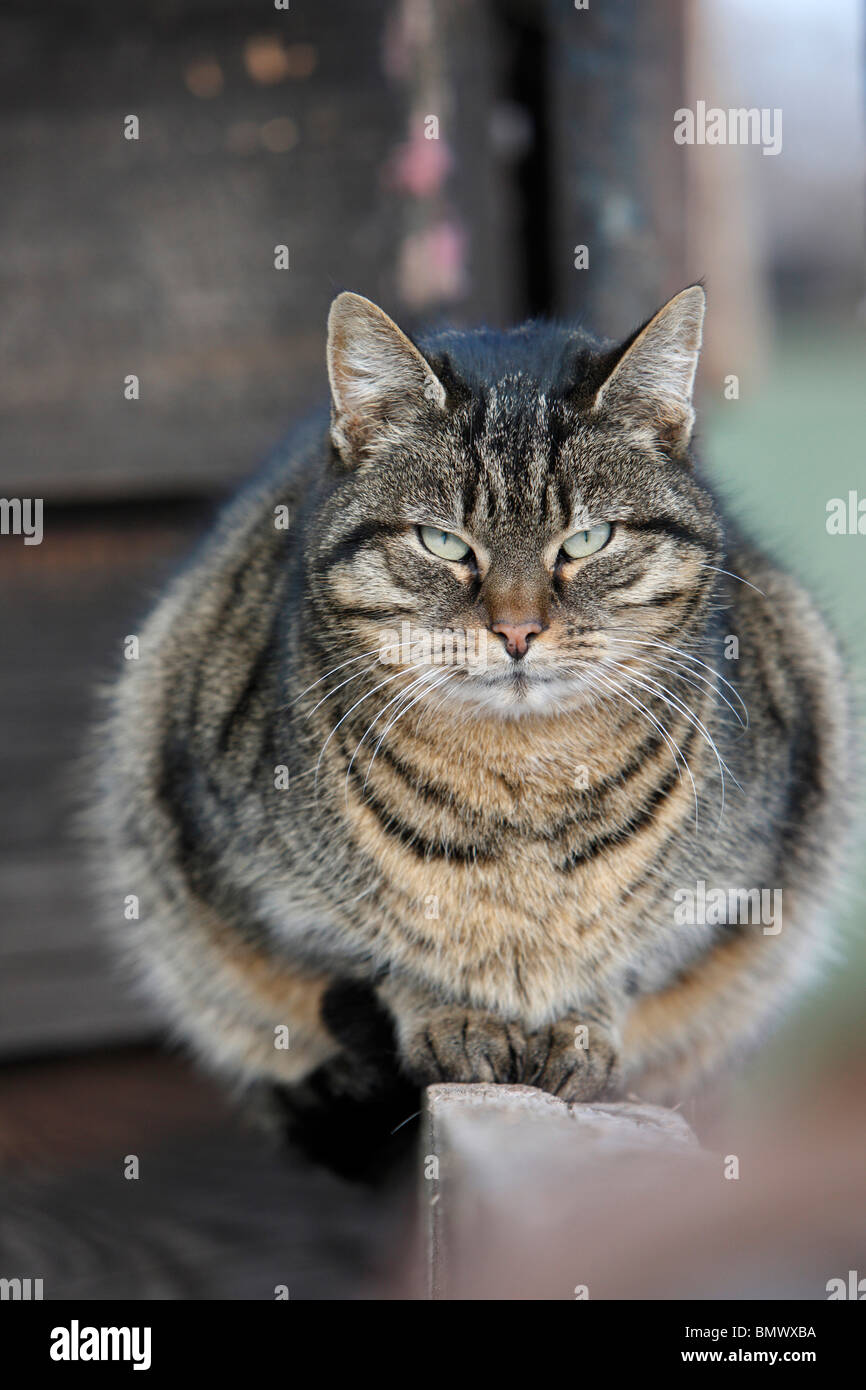 Hauskatze, Hauskatze (Felis Silvestris F. Catus), sitzen auf einer Bank, Deutschland Stockfoto