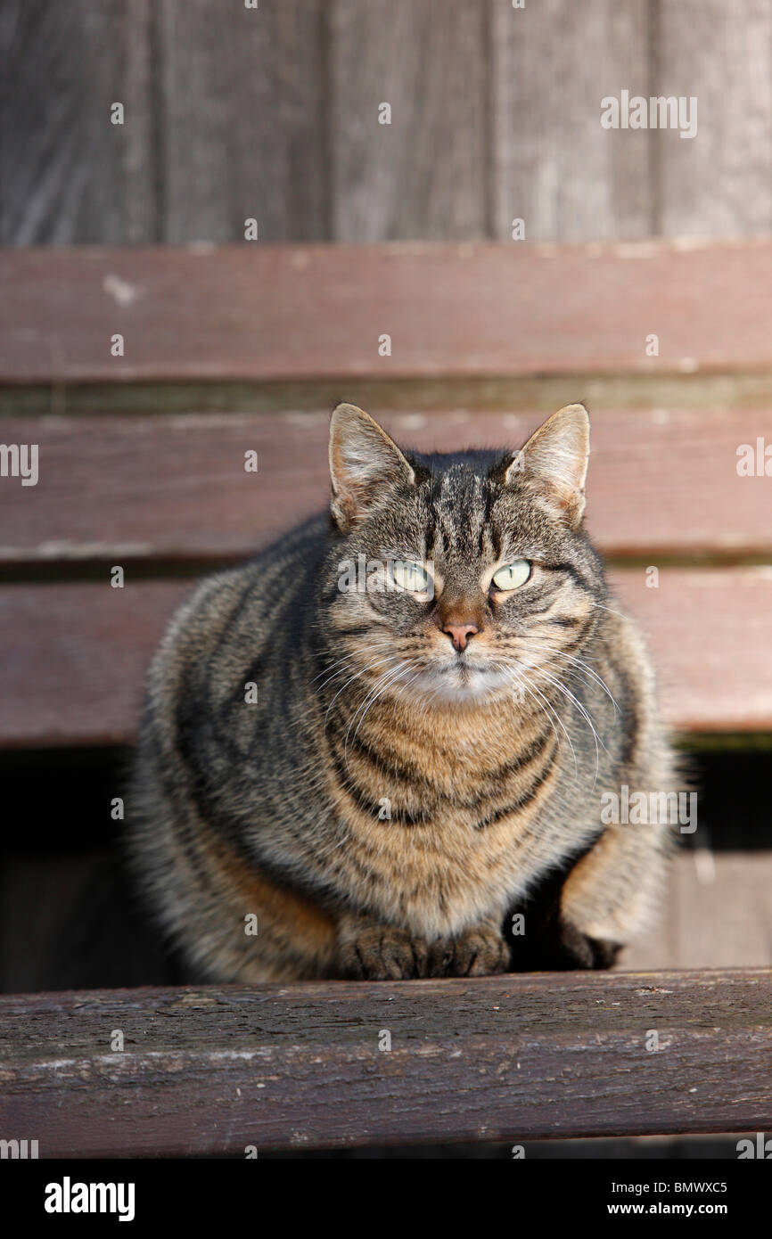 Hauskatze, Hauskatze (Felis Silvestris F. Catus), sitzen auf einer Bank, Deutschland Stockfoto