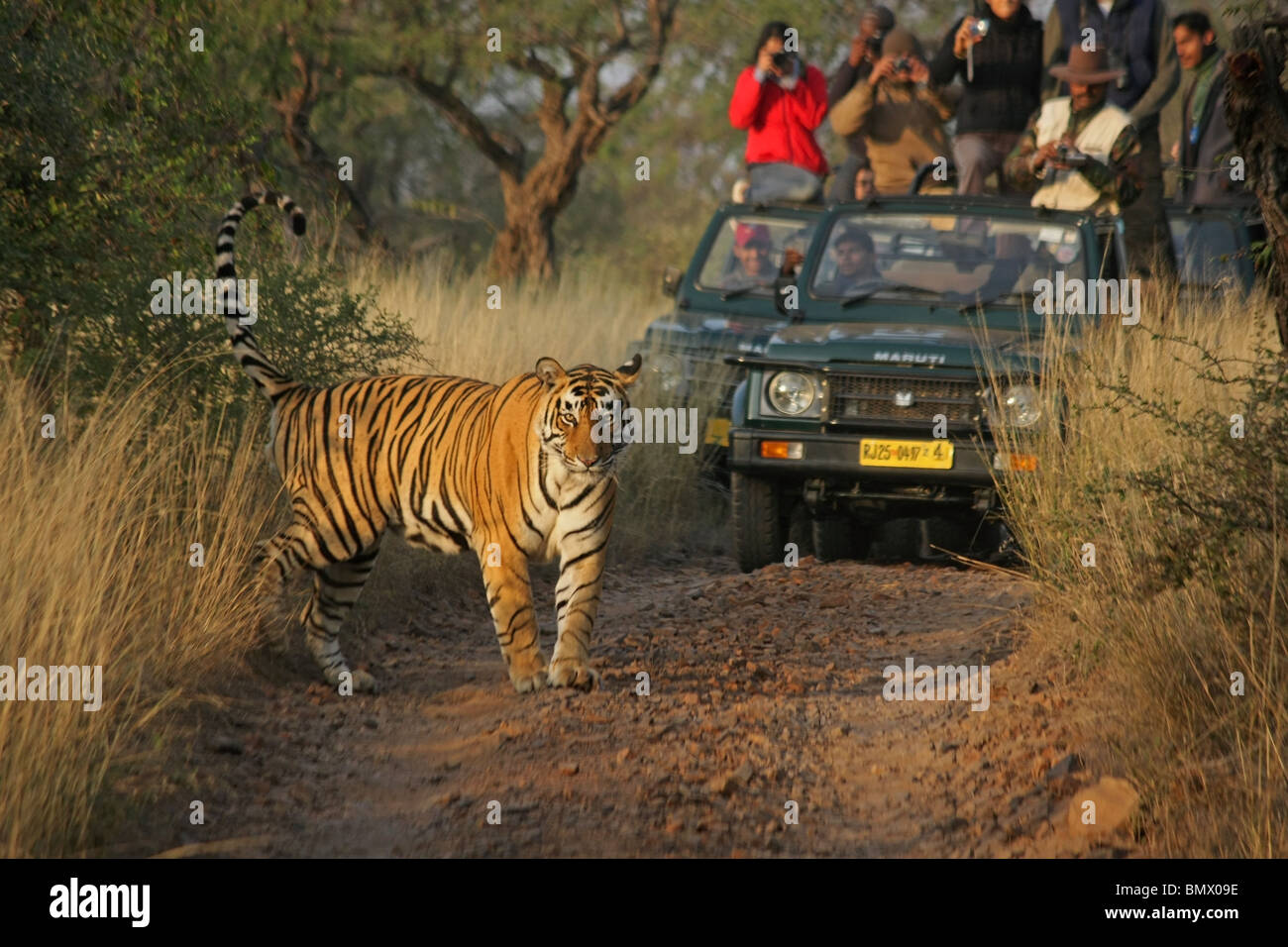 Tiger stehend auf dem Feldweg vor Safari Touristenfahrzeuge in Ranthambhore National Park, Indien Stockfoto