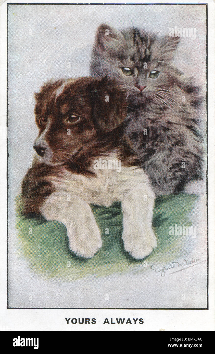Die beiden Freunde - Hund und Katze Stockfoto
