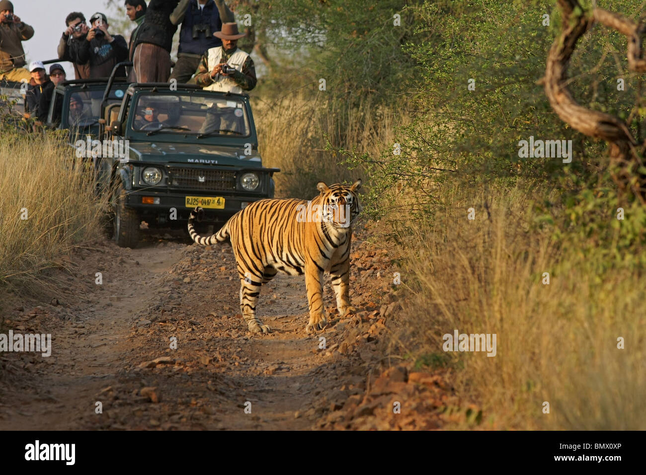 Tiger zu Fuß auf dem Feldweg vor Safari Touristenfahrzeuge in Ranthambhore National Park, Indien Stockfoto