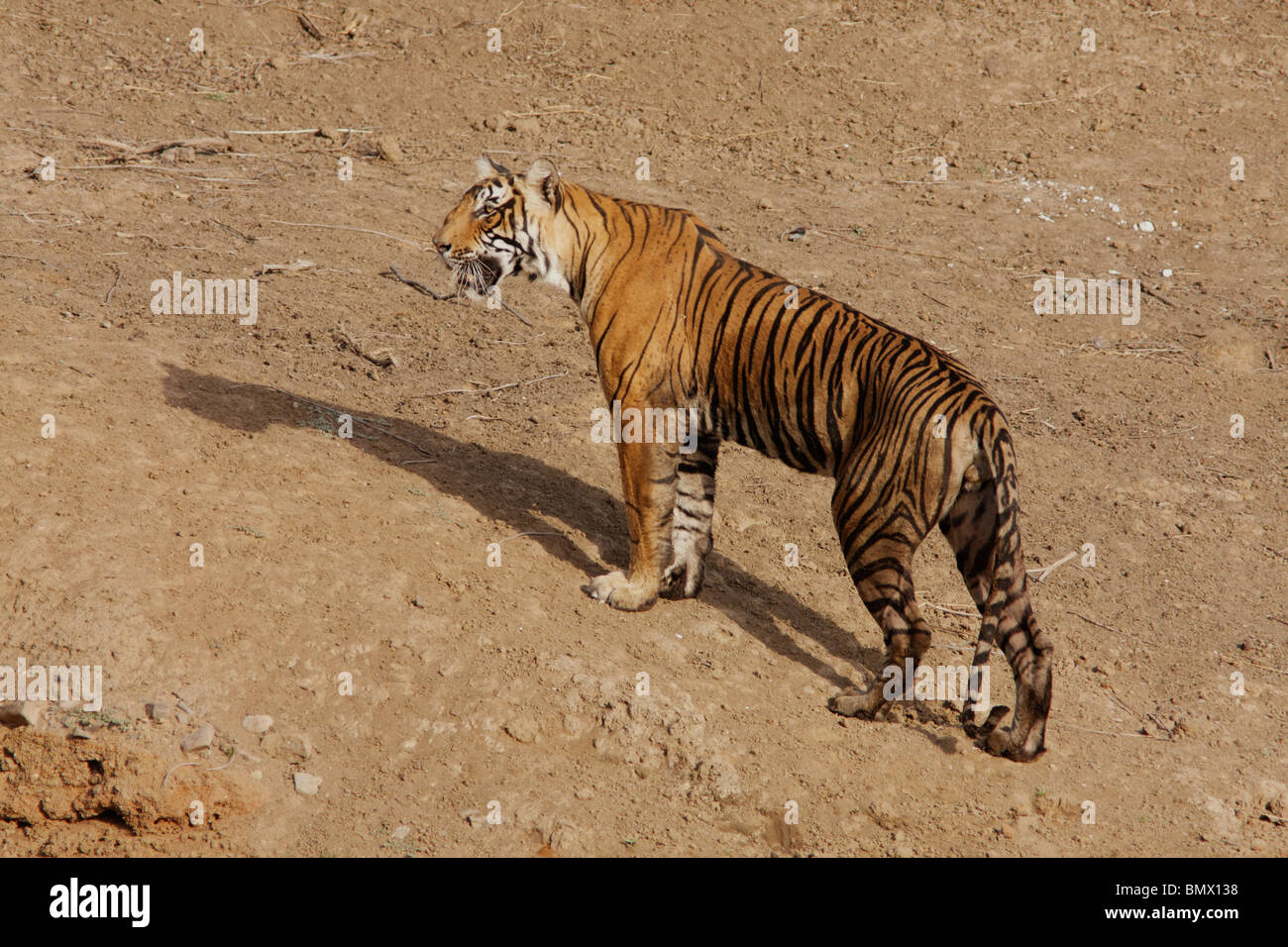 Ein männlicher bengalischer Tiger, der aus einem Wasserloch im Ranthambhore Tiger Reserve, Rajasthan India, kommt. Stockfoto