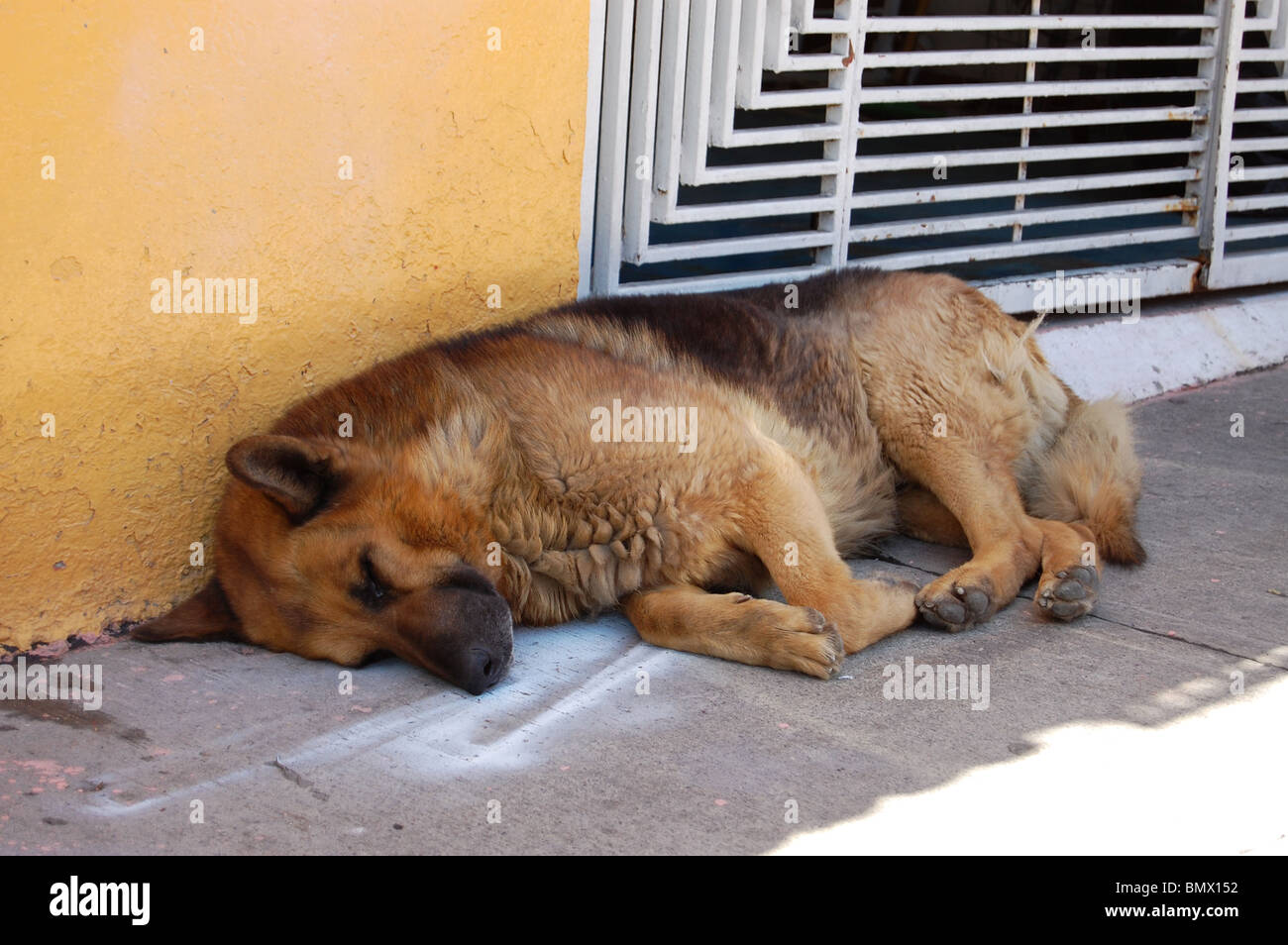 Deutscher Schäferhund auf der Straße schlafen Stockfoto