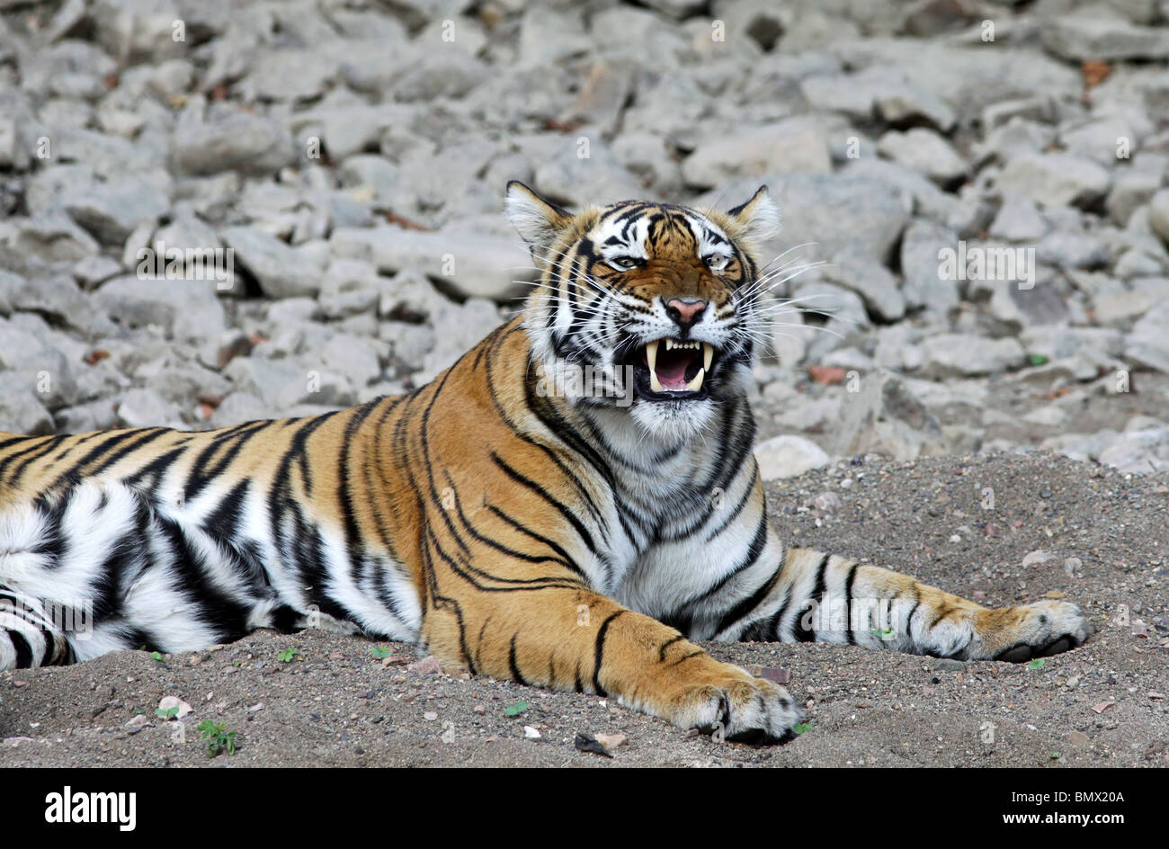 Tiger gähnt und zeigt seine Eckzähne in Ranthambhore National Park, Indien Stockfoto