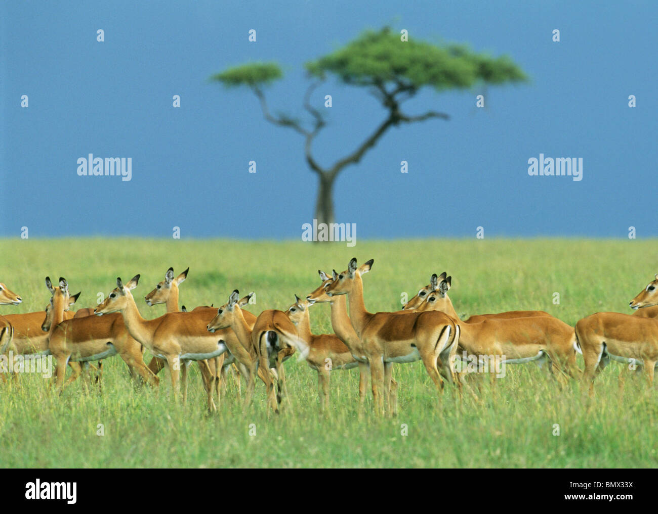 Impala, (Aepyceros Melampus), weibliche Gruppe, Masai Mara Reserve, Kenia. Stockfoto