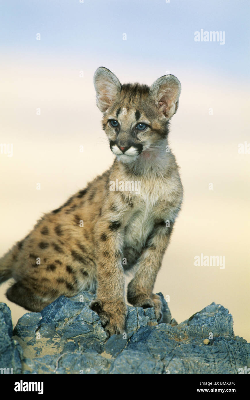 Baby Puma Stockfotos und -bilder Kaufen - Alamy