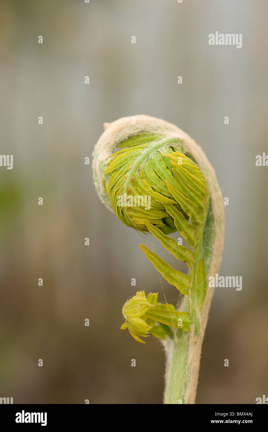 Königsfarn Osmunda Regalis neue Wedel oder Farnspitzen Stockfoto