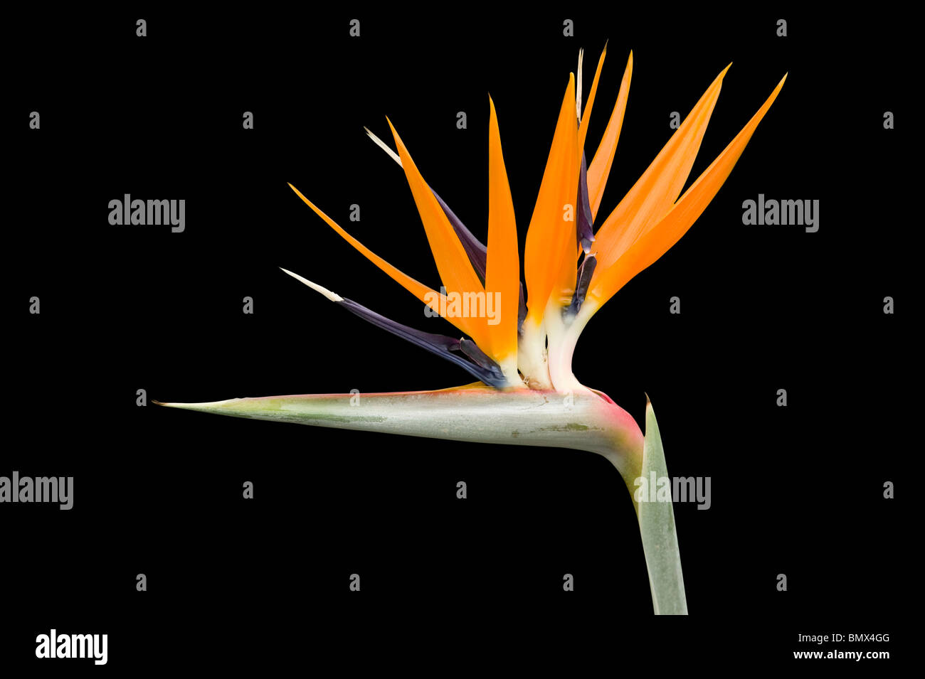 Paradiesvogel oder Kran Blume, Strelitzia reginae Stockfoto