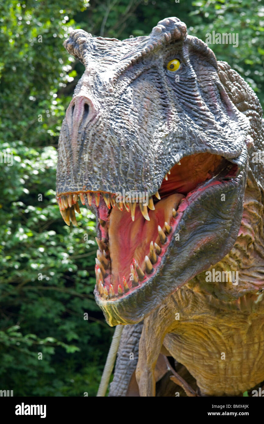 Nahaufnahme Kopf der Tyrannosaurus Rex eine ausgestorbene fleischfressende Therpod Wildlife Park Combe Martin Devon UK Stockfoto