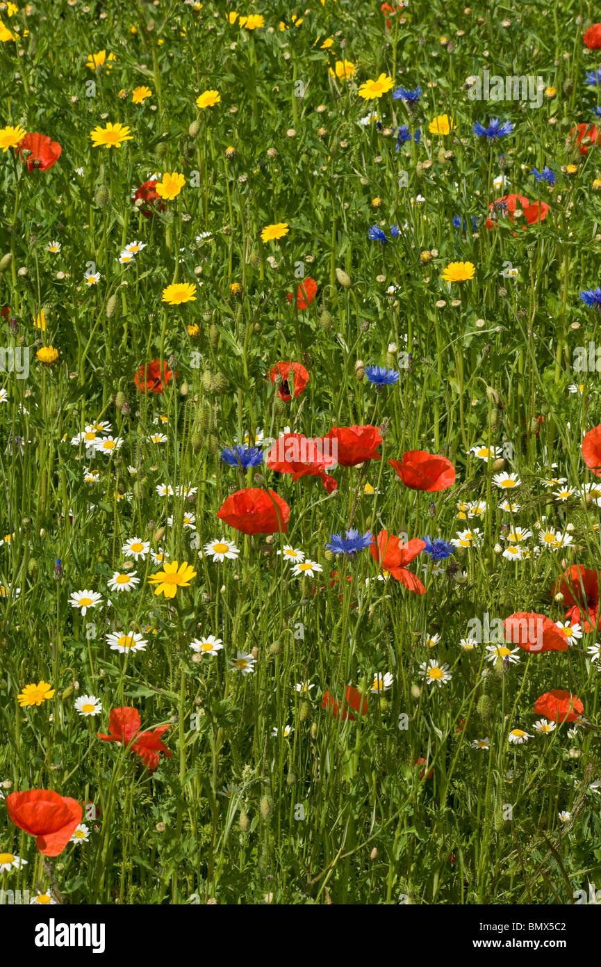 Kornfeld Wildlfowers, Mohn, Mais Ringelblumen, Mais Ringelblume & Ochsen Auge Gänseblümchen Stockfoto