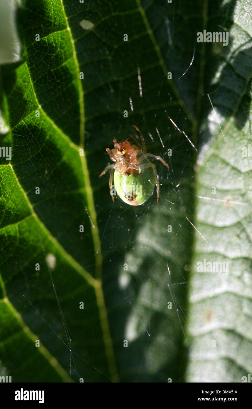 Gurke Green Spider oder Green Orb Weaver Spider, Araniella Cucurbitina, Araneidae (Unterseite). Aka Kürbis oder Kürbis Spinne. Stockfoto