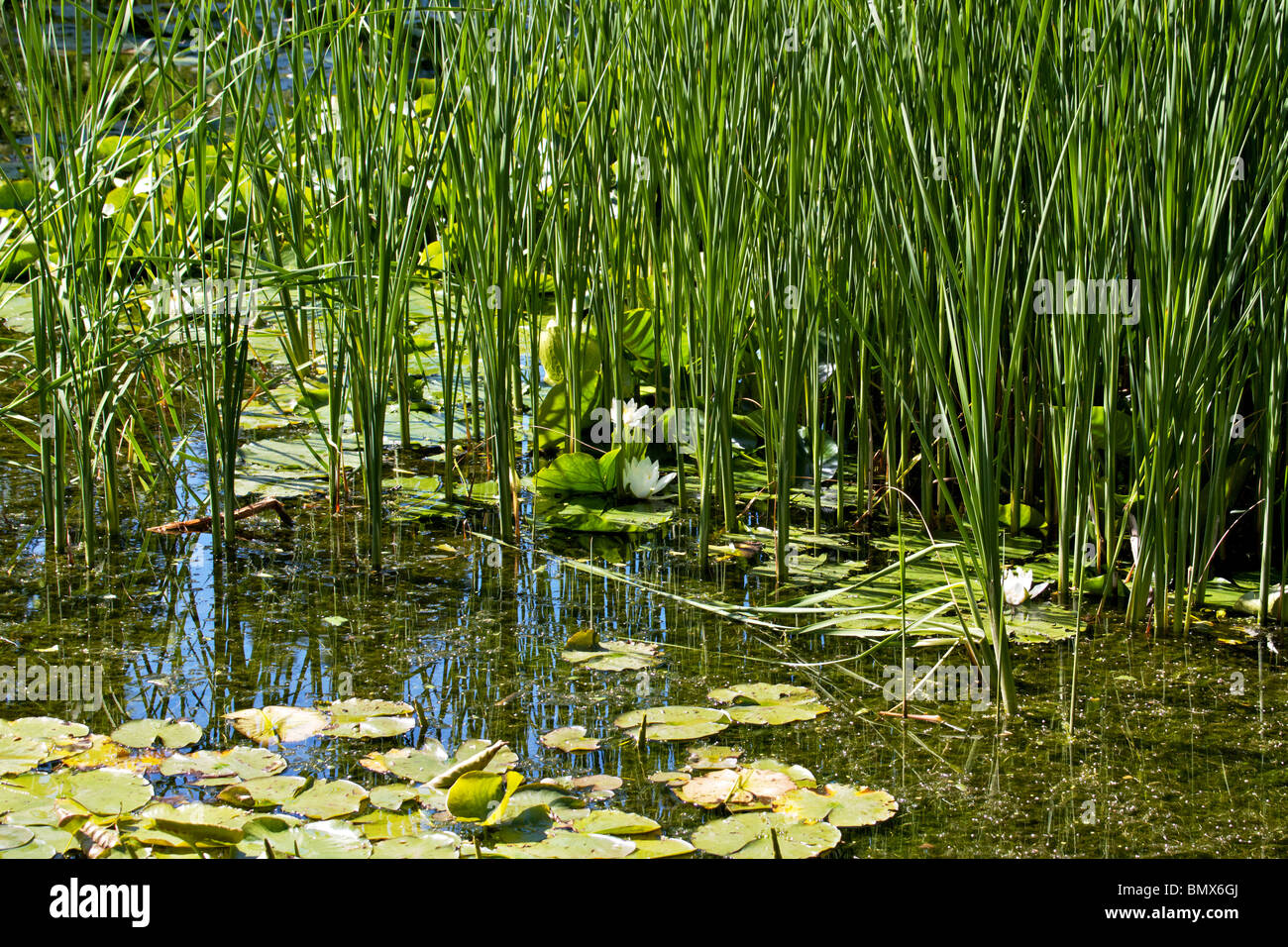 Grosser Teich Seerosen Stockfotos und bilder Kaufen Alamy