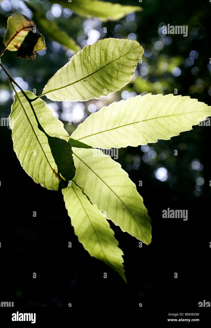 Licht, das durch Blätter Stockfoto