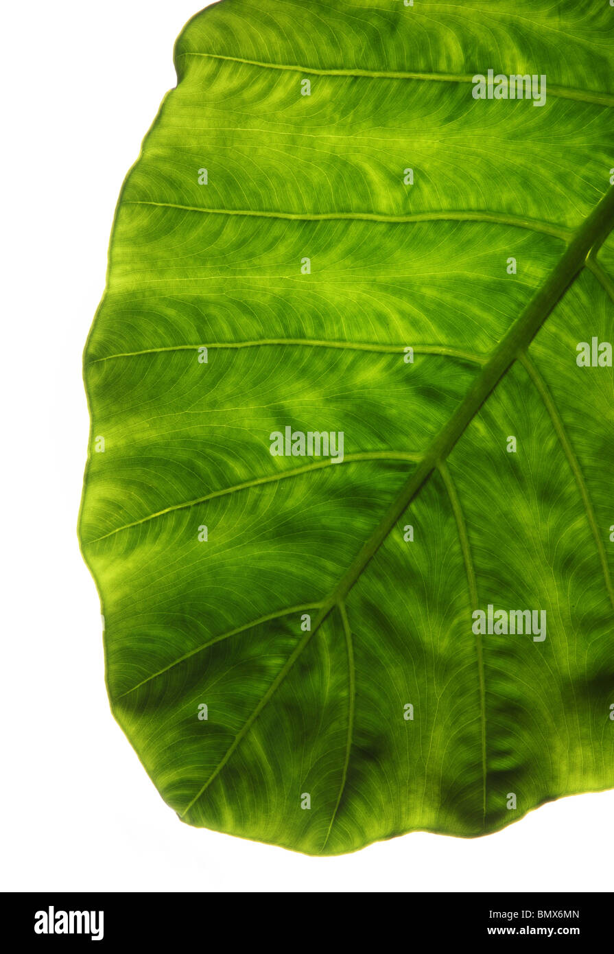 Am Ende eines grünen Pflanze Blatt, weißer Hintergrund Stockfoto