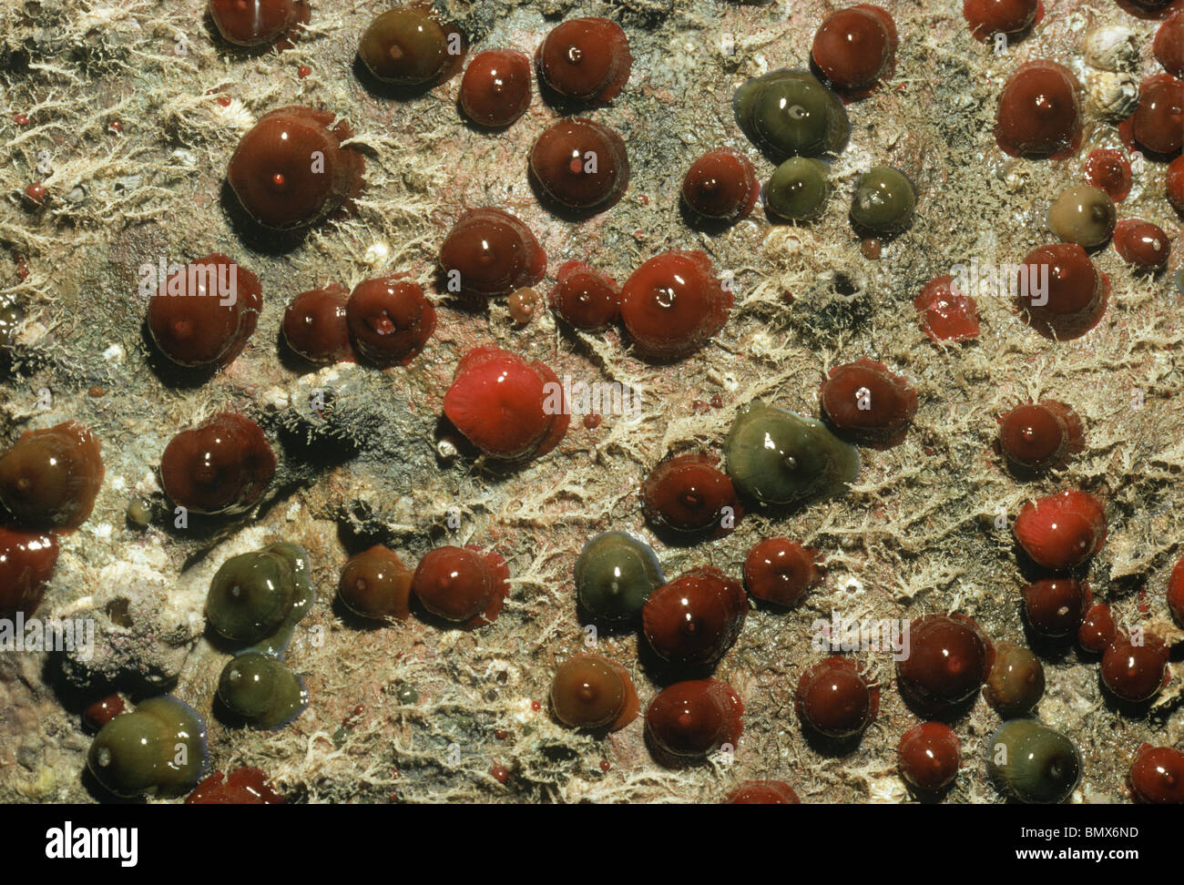 Mikrokügelchen Anemonen bei niedrigem Wasserstand an Wand der Höhle in Sark, Kanalinseln ausgesetzt. Stockfoto