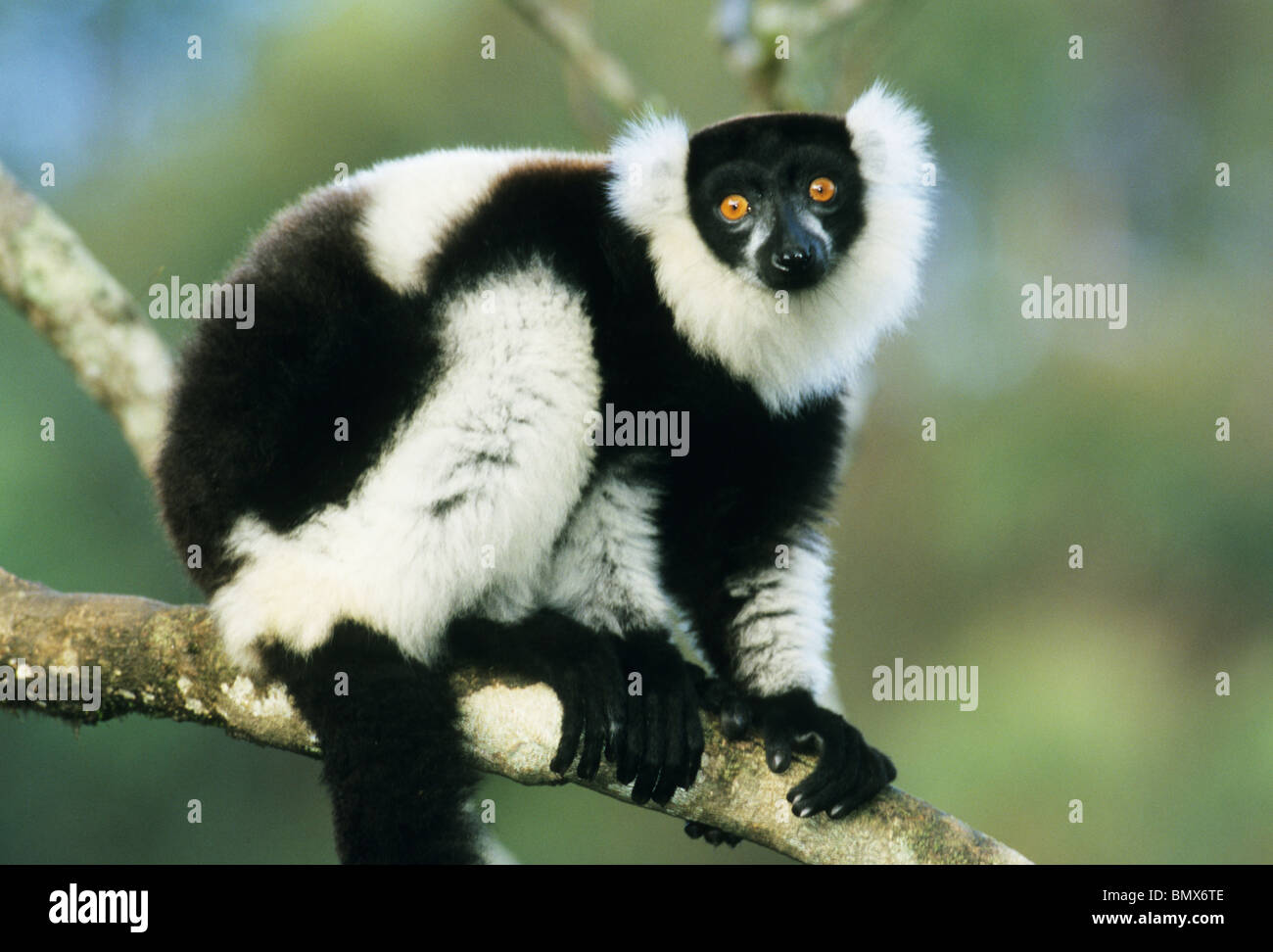 Ruffed Lemur, (Varecia Variegata), gefährdet, Mantady Nationalpark, Madagaskar. Stockfoto