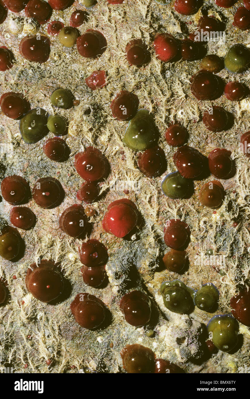 Mikrokügelchen Anemonen bei niedrigem Wasserstand an Wand der Höhle in Sark, Kanalinseln ausgesetzt. Stockfoto