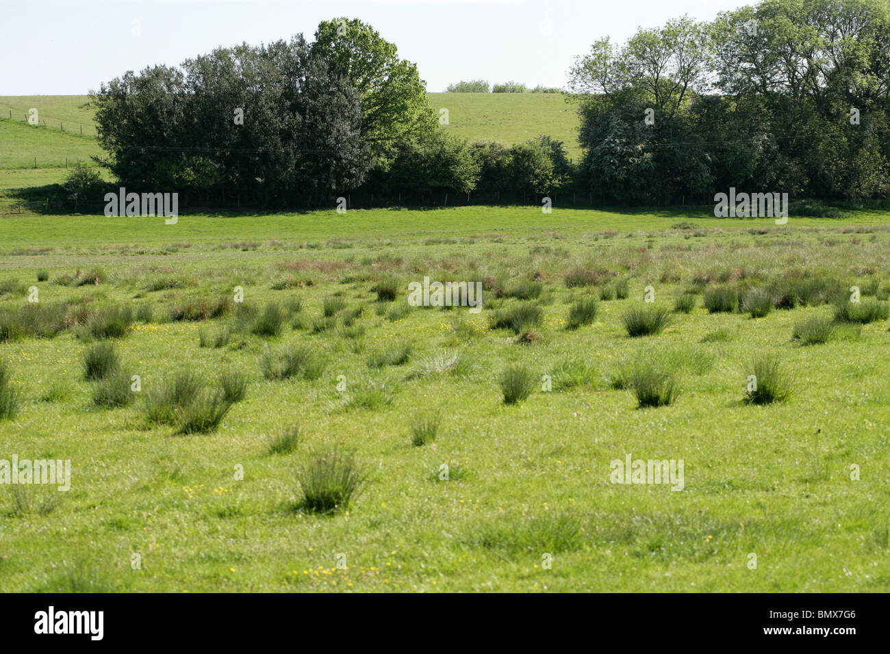 Wasser-Wiese, nassen Weide Lebensraum, Ver-Flusstal, Hertfordshire, UK Stockfoto