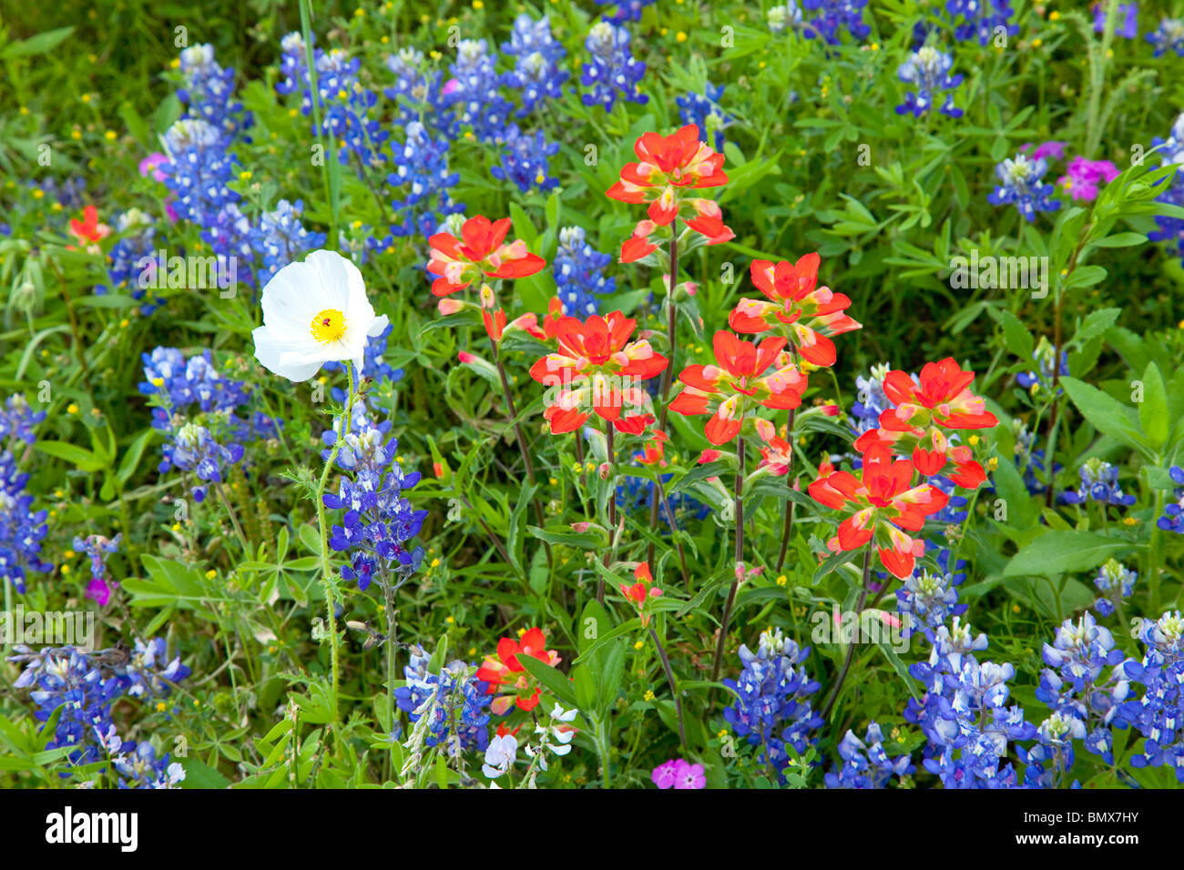 Eine Vielzahl von Wildlflowers im Texas Hill Country in der Nähe von Burnett, Texas, USA. Stockfoto