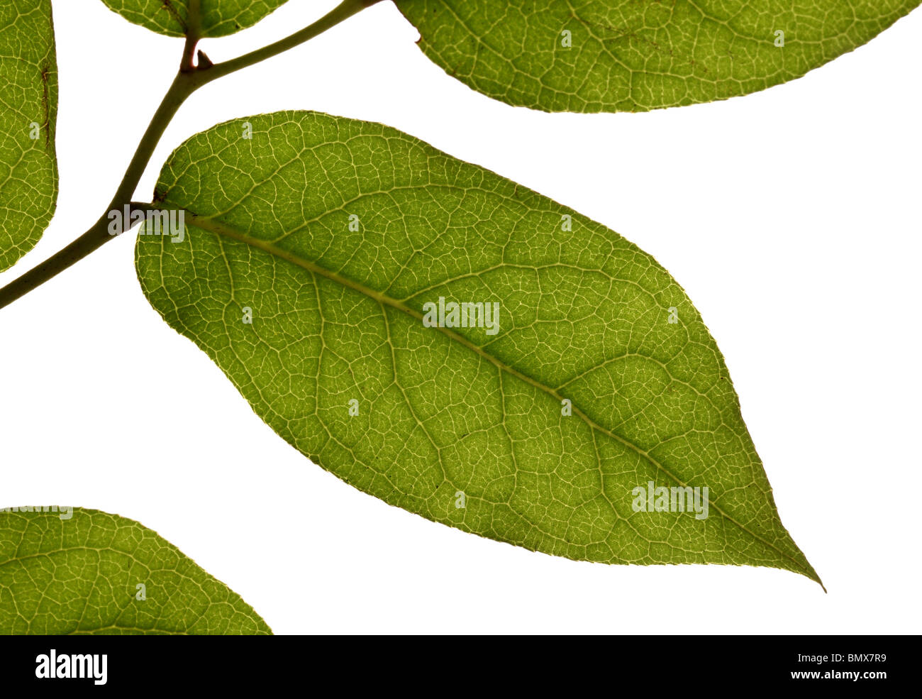 Grüne Pflanze Blätter auf einem Zweig, weißer Hintergrund Stockfoto