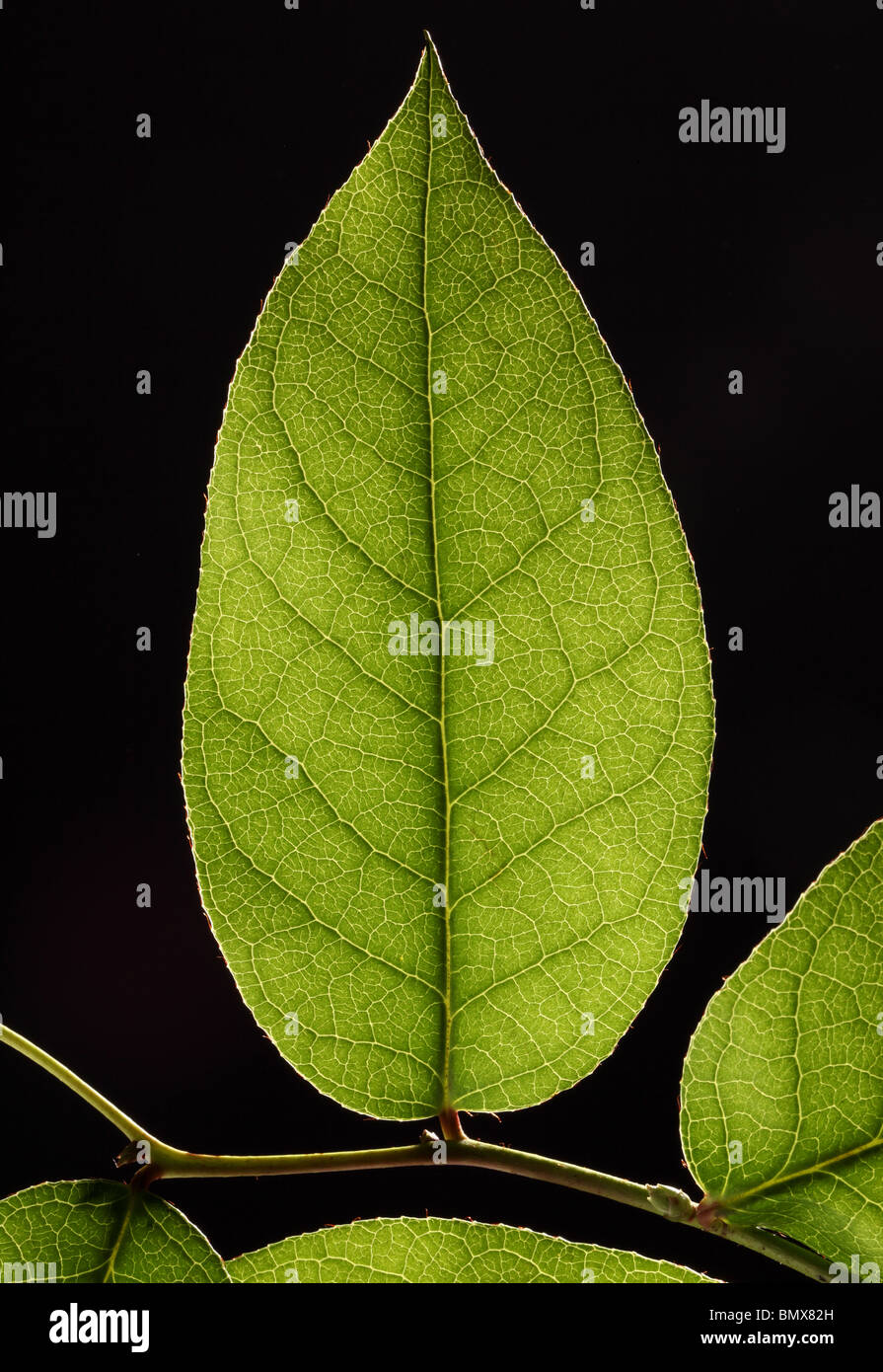 Grüne Pflanze Blatt auf einem Zweig, schwarzer Hintergrund Stockfoto