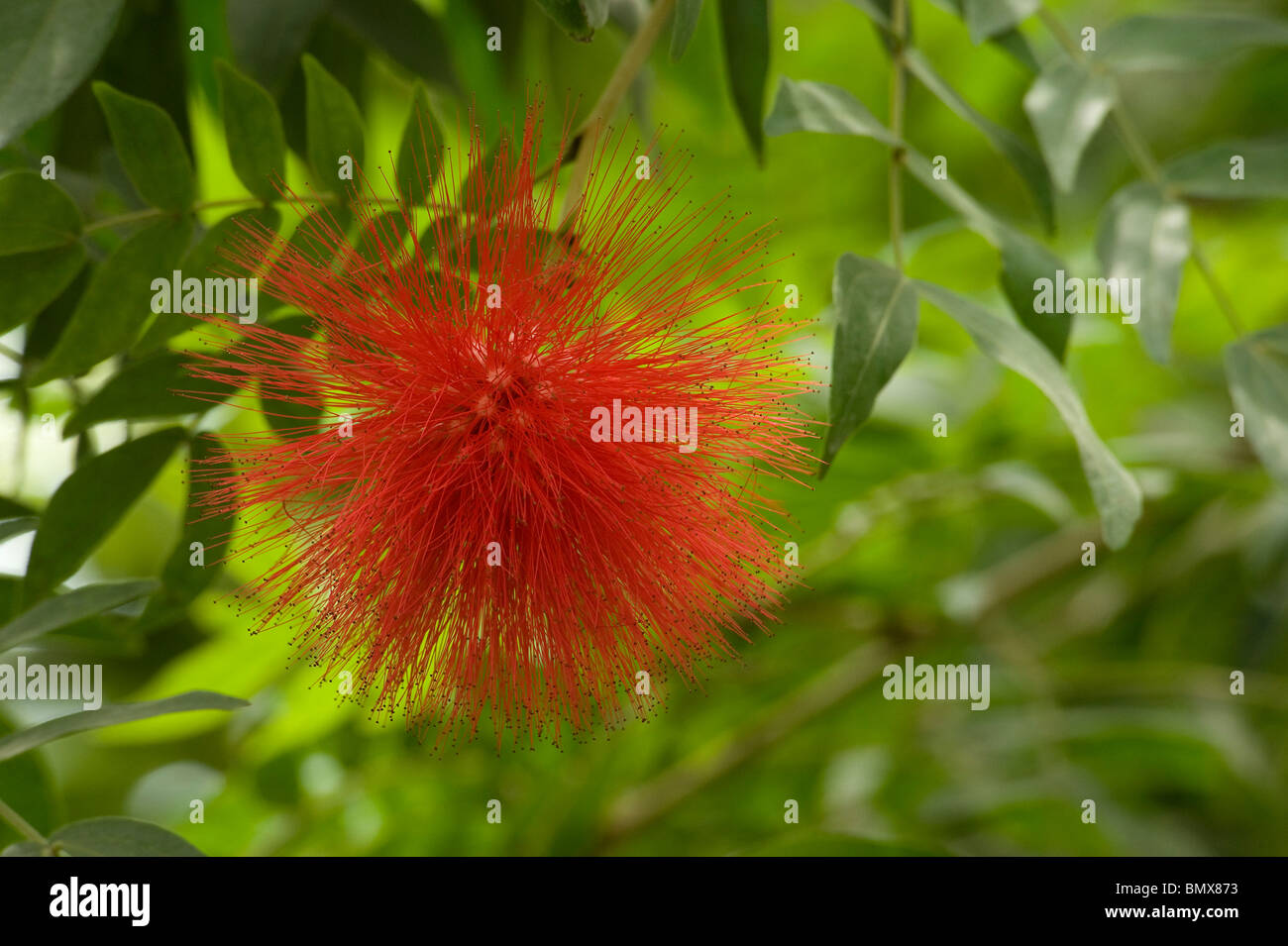 Massierten Staubblätter der Puderquaste Baum Blume Calliandra haematocephala Stockfoto