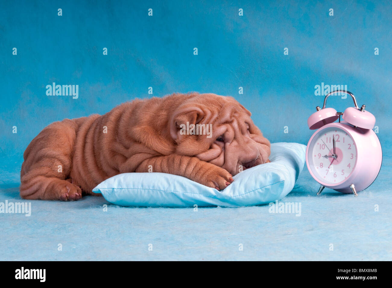 Niedlichen Welpen ungern Weck- und verschlafen den Alarm Stockfoto
