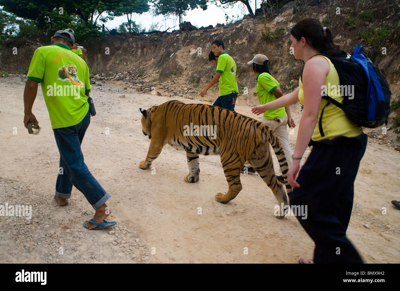 Mitarbeiter arbeiten bei den Buddhisten Tempel Tiger Tempel zu schießen und ein Tourist sind ein Erwachsener Tiger vom Tiger Canyon Begleitung Stockfoto