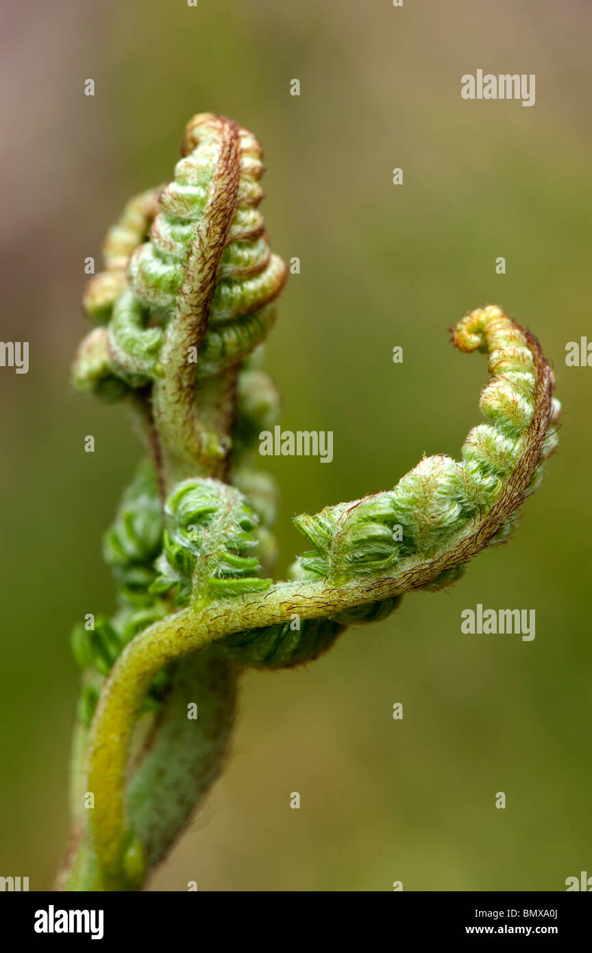 Wedel des neuen Wachstums Bracken späten Frühjahr / Frühsommer. Pteridium Aquilinum. Stockfoto