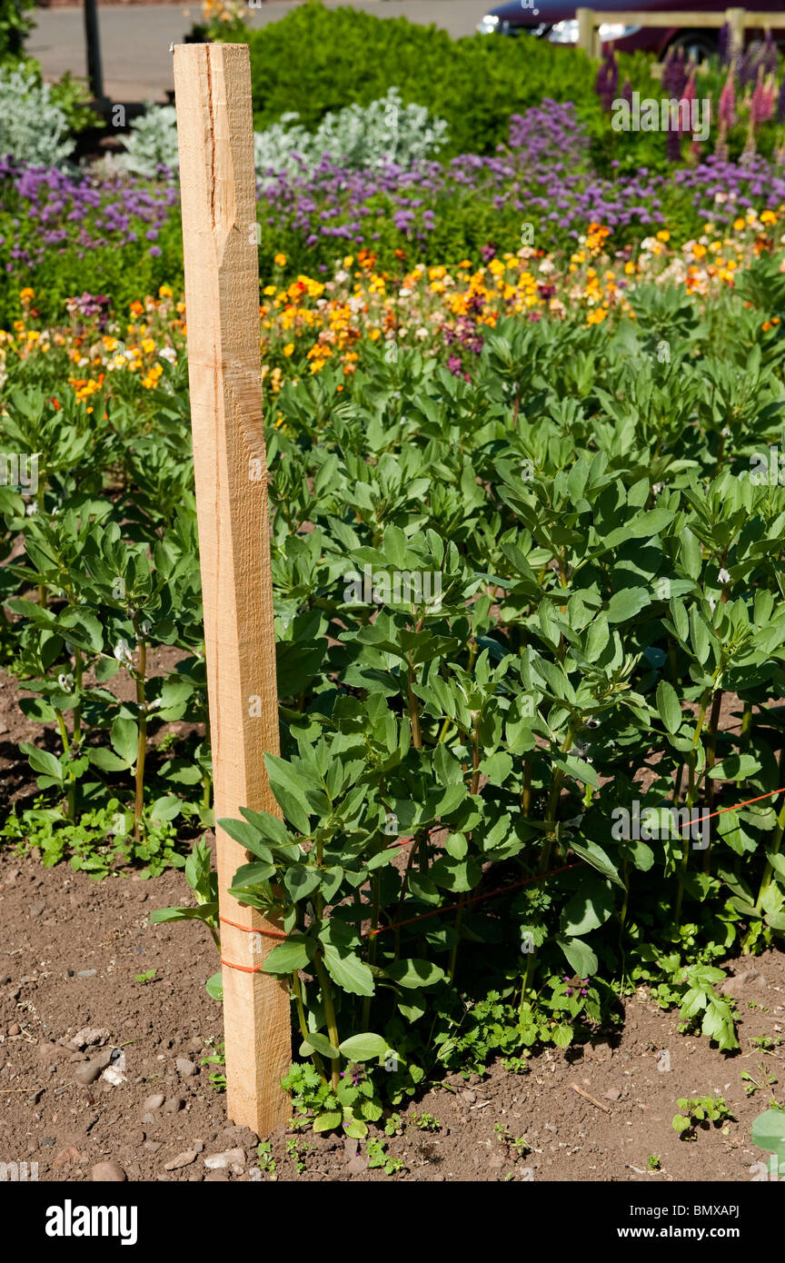 Bohnen in Zeile im Garten gepflanzt Stockfoto