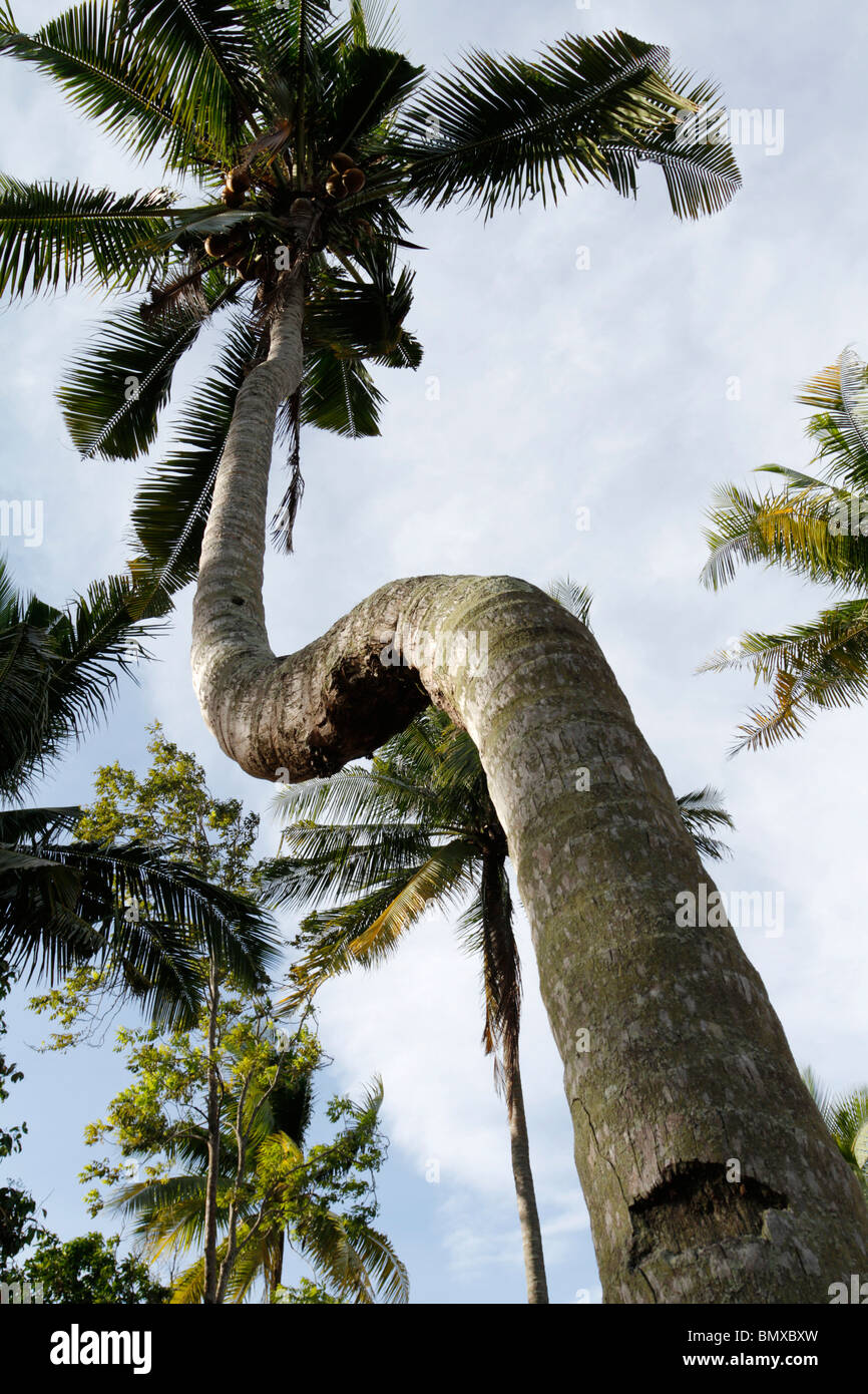 Kokospalme mit einem gebogenen Stamm in Terengganu, Malaysia. Stockfoto