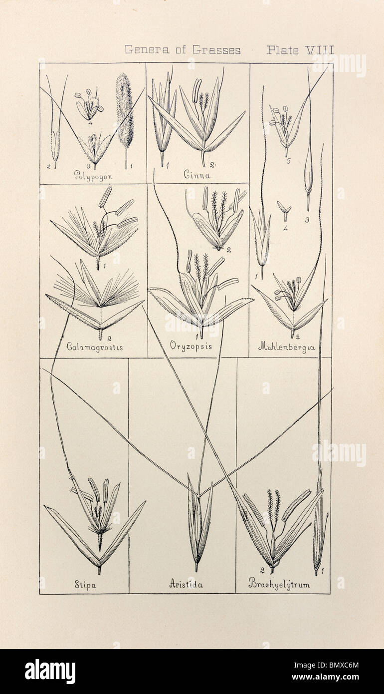 Botanischen Drucken aus Handbuch der Botanik der nördlichen USA, Asa Gray, 1889. Platte VIII, Gattungen der Gräser. Stockfoto