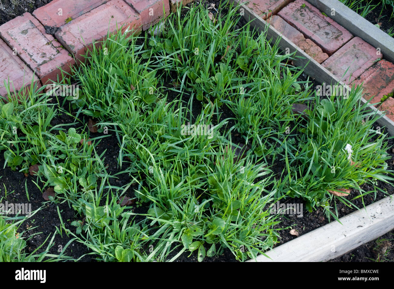 Gründüngung gesät in Gartenbeet im winter Stockfoto