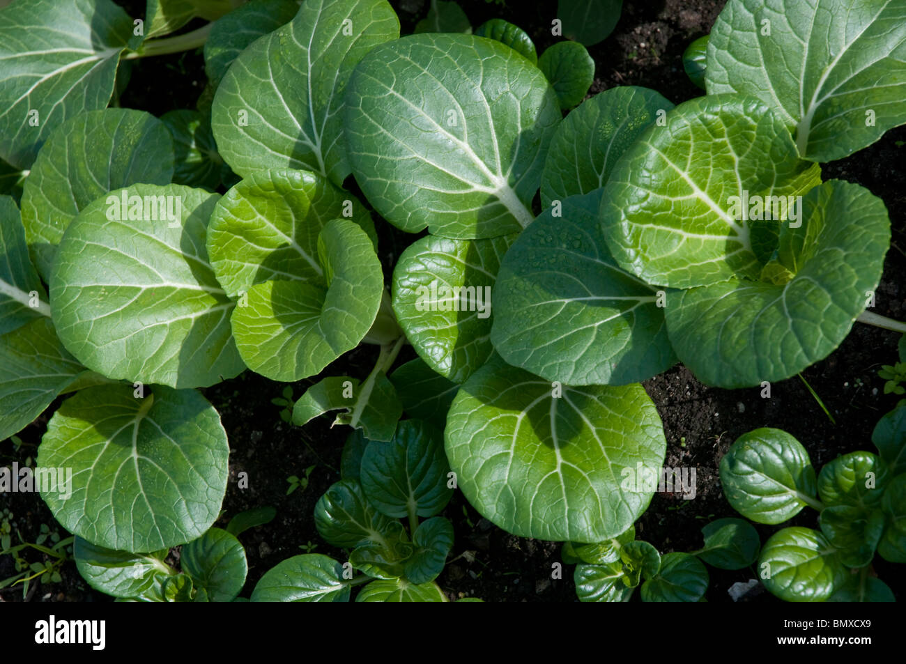 Tatsoi asiatische Grüns auch genannt Spinat Senf, Löffel Senf oder Rosette Bok Choy wissenschaftlicher Name: Brassica Rapa Rosularis Stockfoto