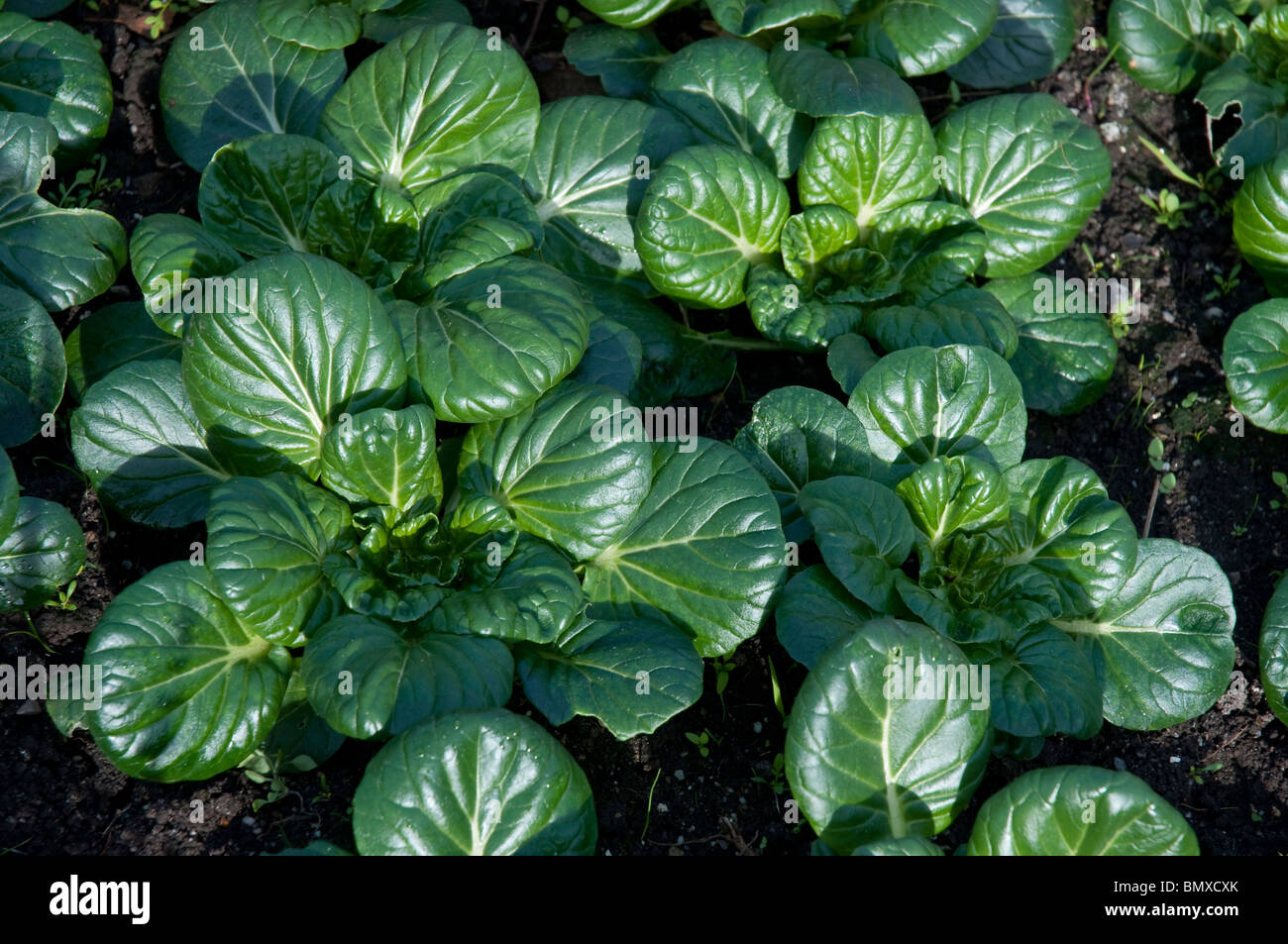 Tatsoi asiatische Grüns auch genannt Spinat Senf, Löffel Senf oder Rosette Bok Choy wissenschaftlicher Name: Brassica Rapa Rosularis Stockfoto