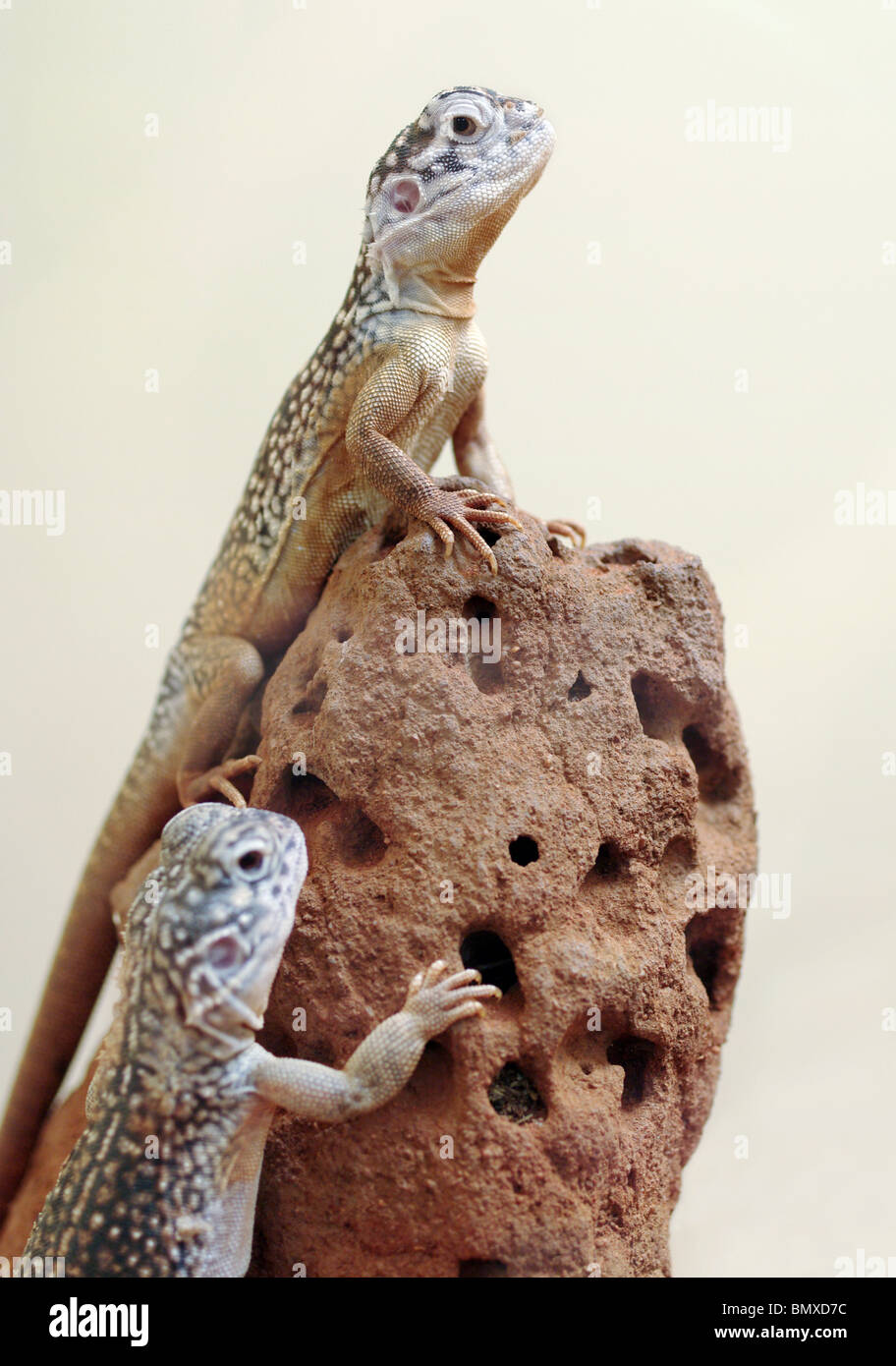 zwei zentrale verrechnete Drachen auf einem Felsen Stockfoto