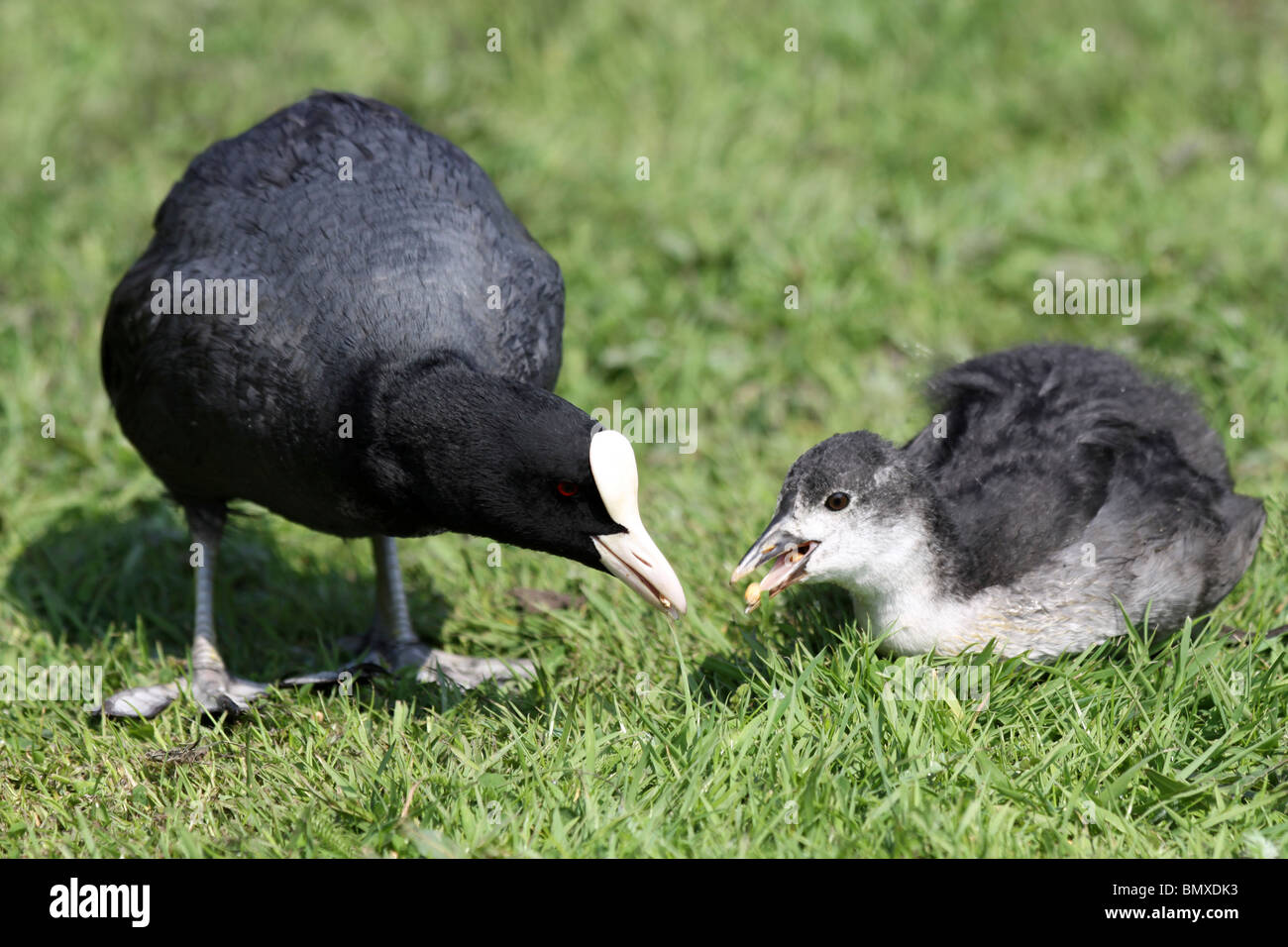 Eurasische Blässhuhn Fulica Atra Fütterung Juvenille Taken an Martin bloße WWT, Lancashire UK Stockfoto