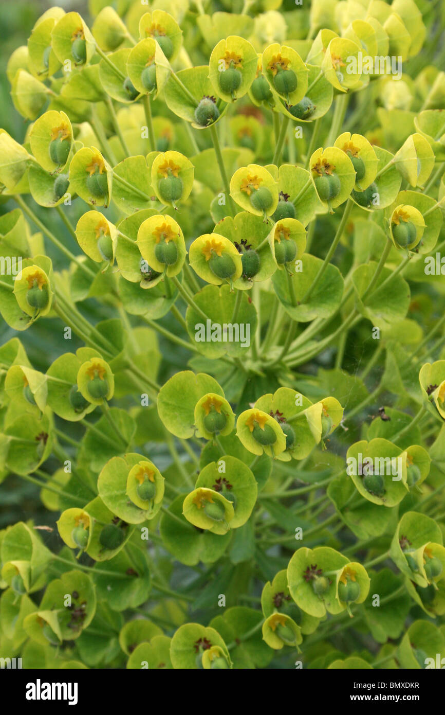 Garten wolfsmilch Fotos und Bildmaterial in hoher Auflösung Alamy