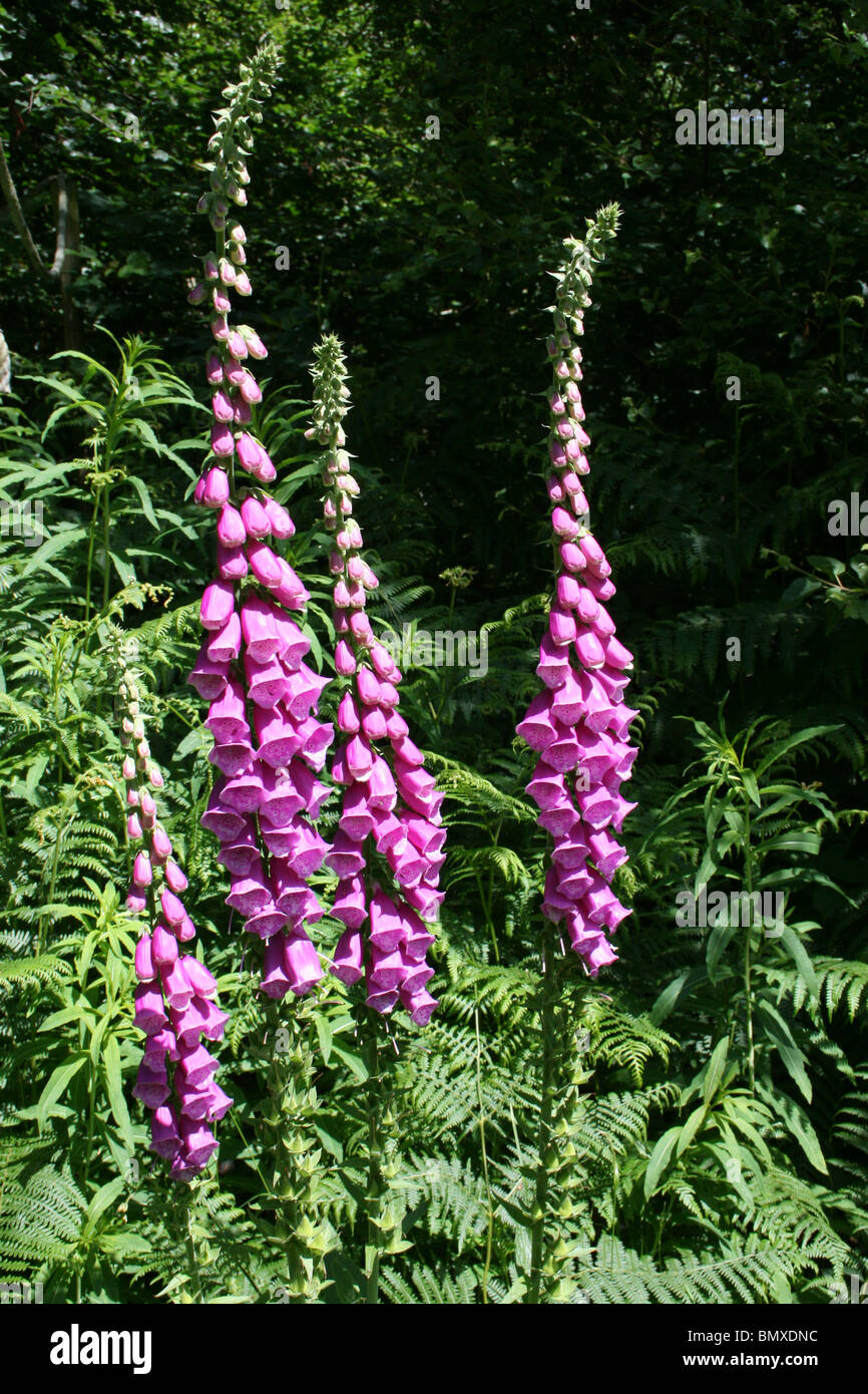 Gemeinsamen Fingerhut Digitalis Purpurea besessenen Ynys Hir RSPB Reserve, Wales Stockfoto