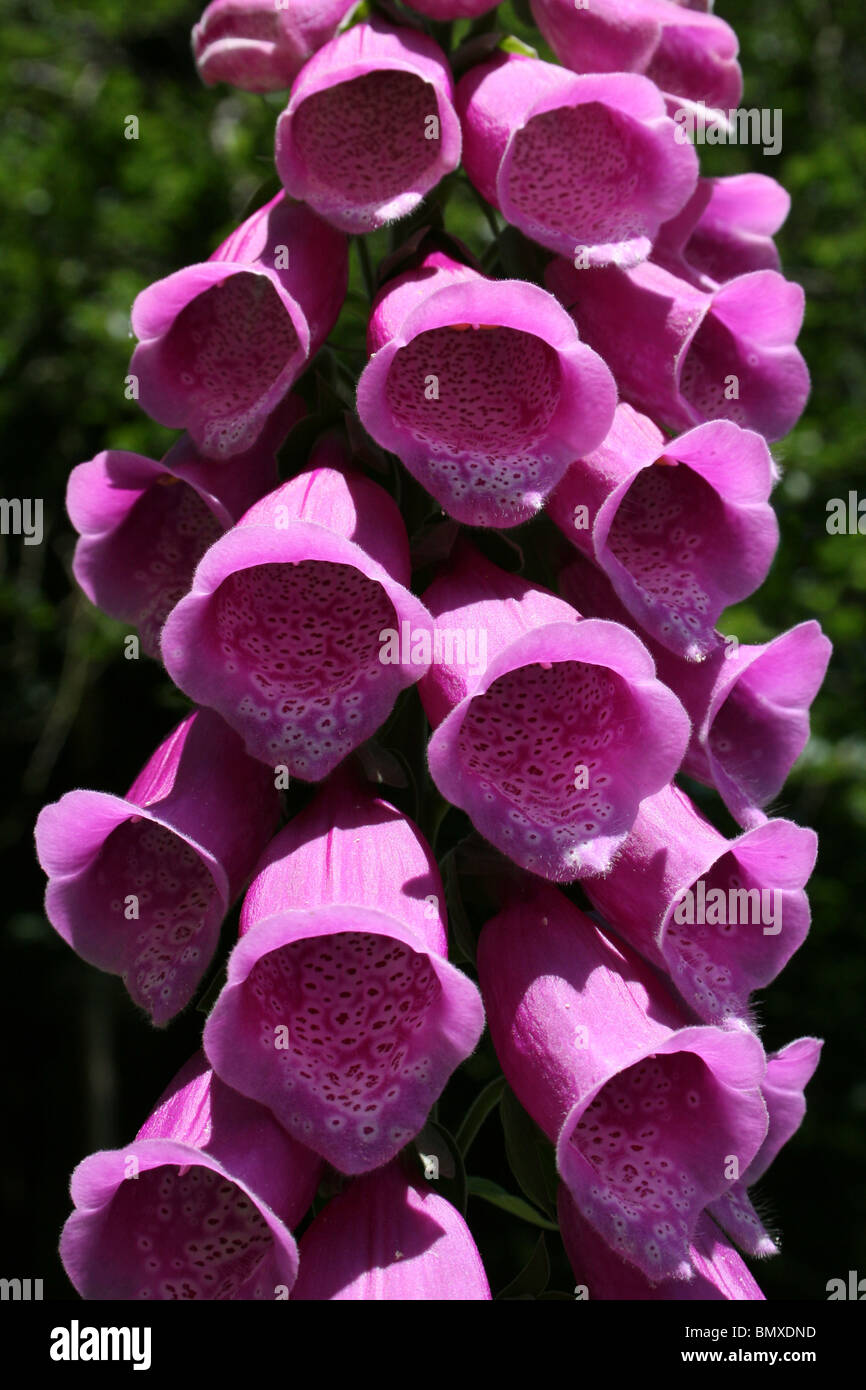 Gemeinsamen Fingerhut Digitalis Purpurea Trompete Blüten genommen bei Ynys Hir RSPB Reserve, WalesTaken Ynys Hir RSPB Reserve, Wales Stockfoto