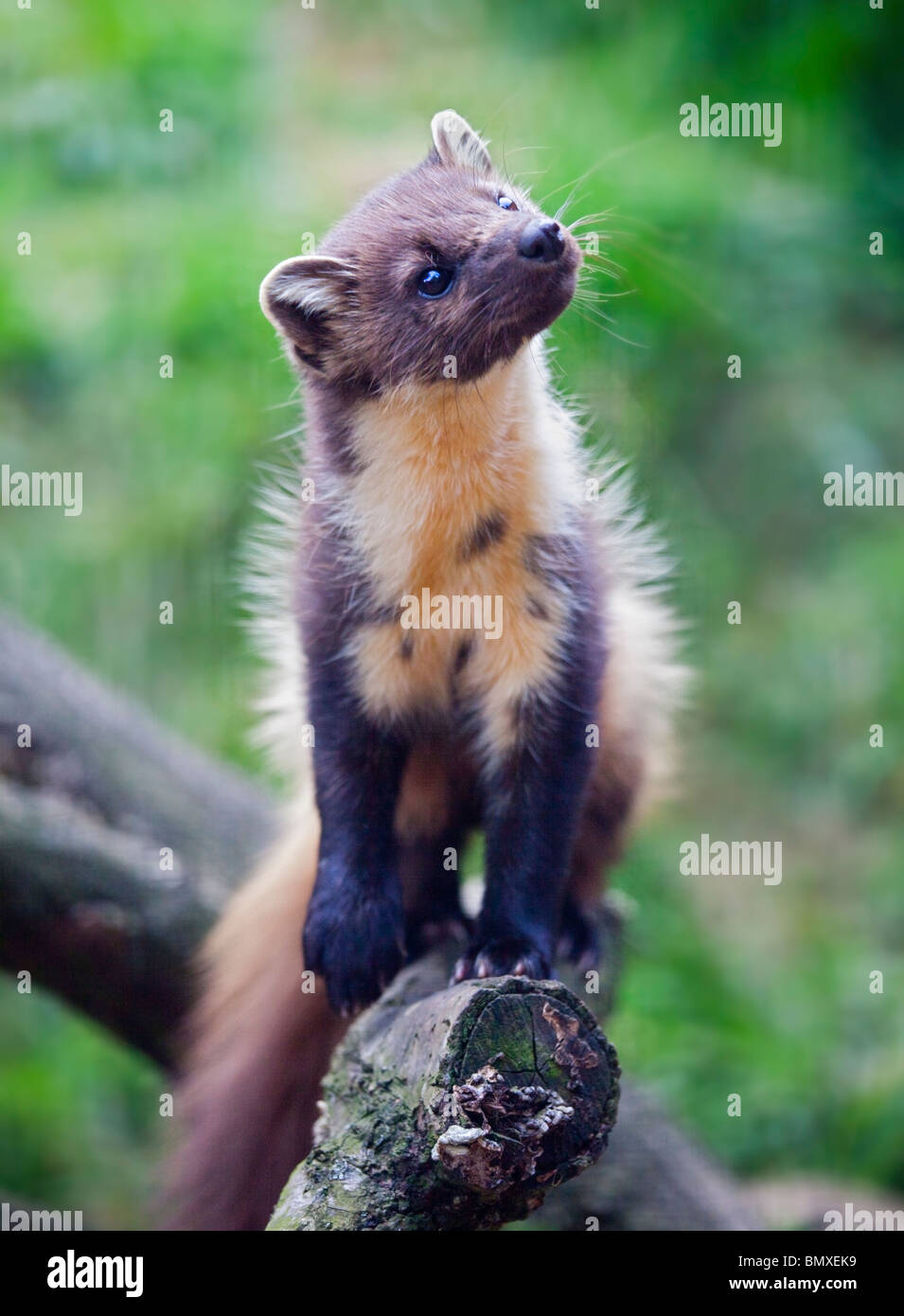Baummarder (Martes Martes) Stockfoto