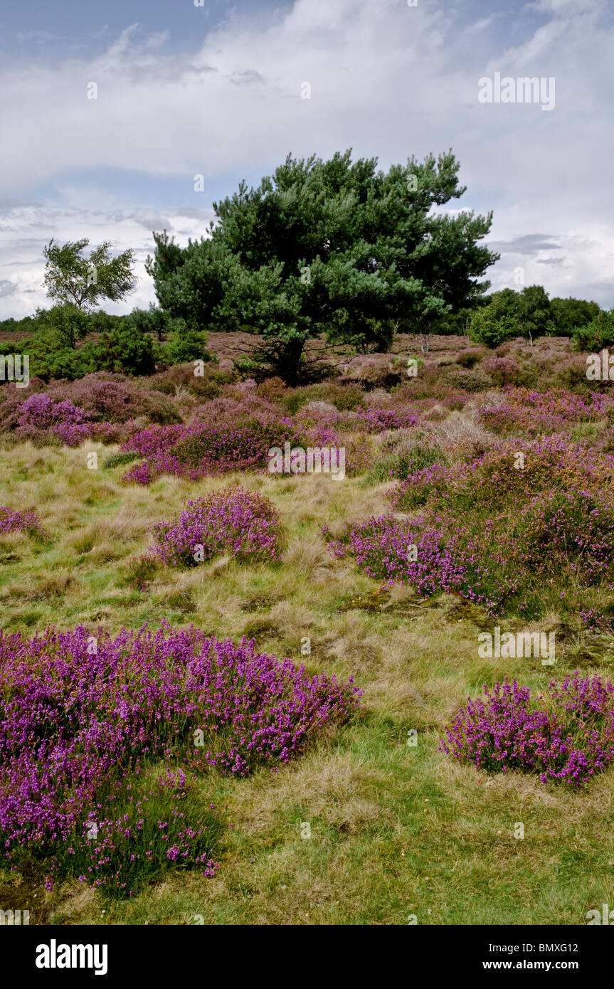 Heidekraut und Kiefer auf Westleton Heide, Suffolk, England, UK Stockfoto