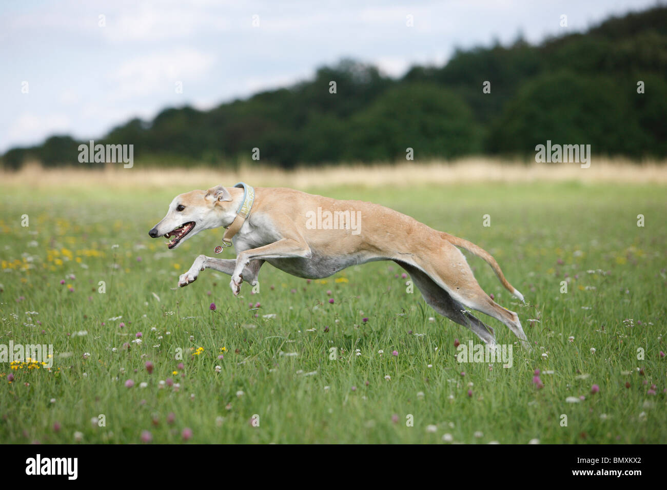 Windhund läuft durch eine Wiese Stockfoto