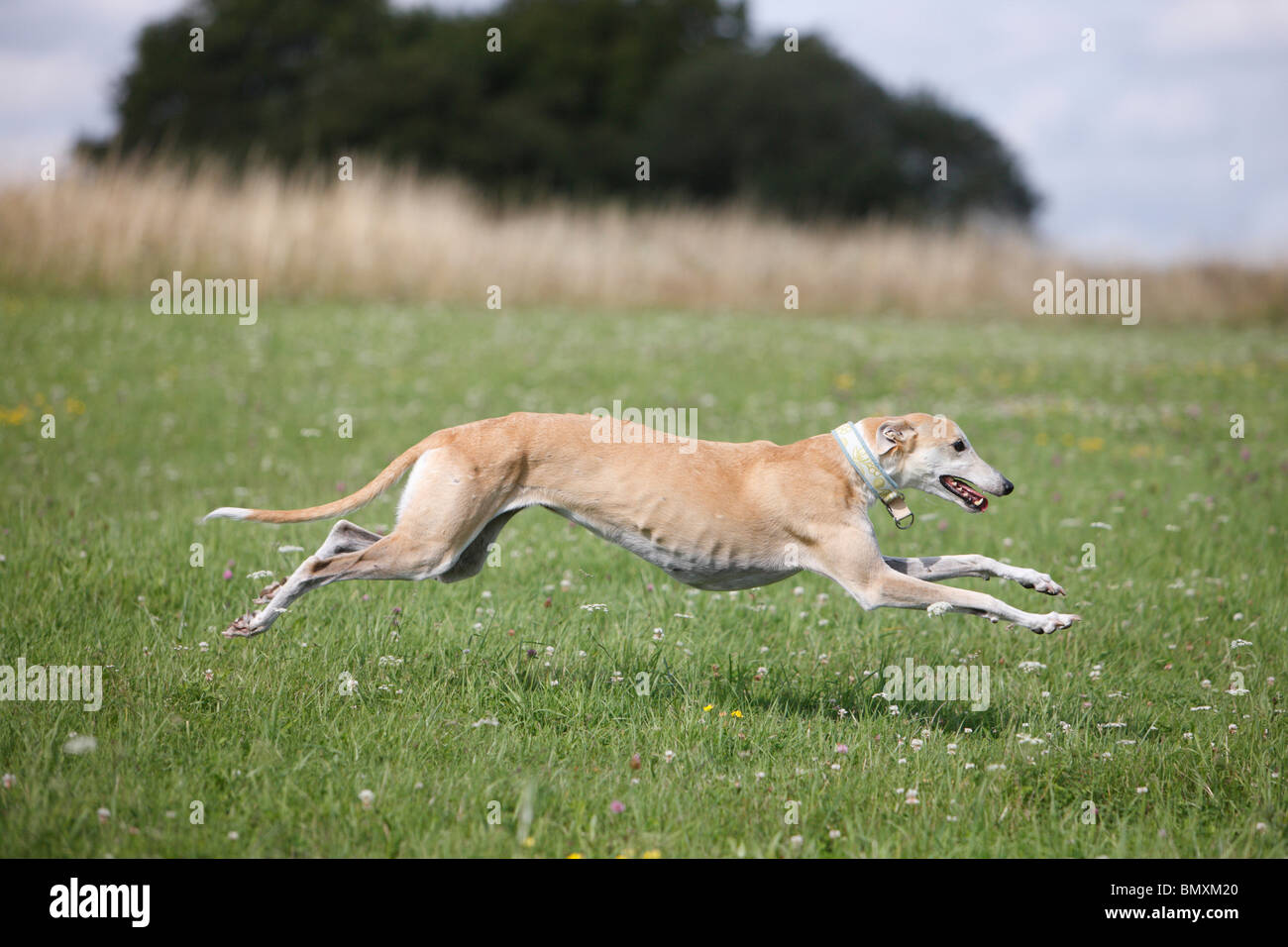 Windhund läuft durch eine Wiese Stockfoto