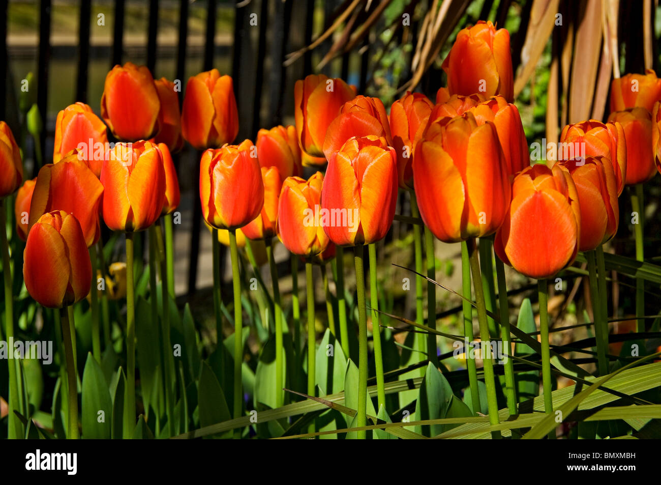Nahaufnahme von roten und orangefarbenen Tulpen blühen Blüten Blüten Blüten Blüten Blüten im Frühling in einem Garten England Großbritannien Großbritannien Großbritannien Großbritannien Großbritannien Stockfoto