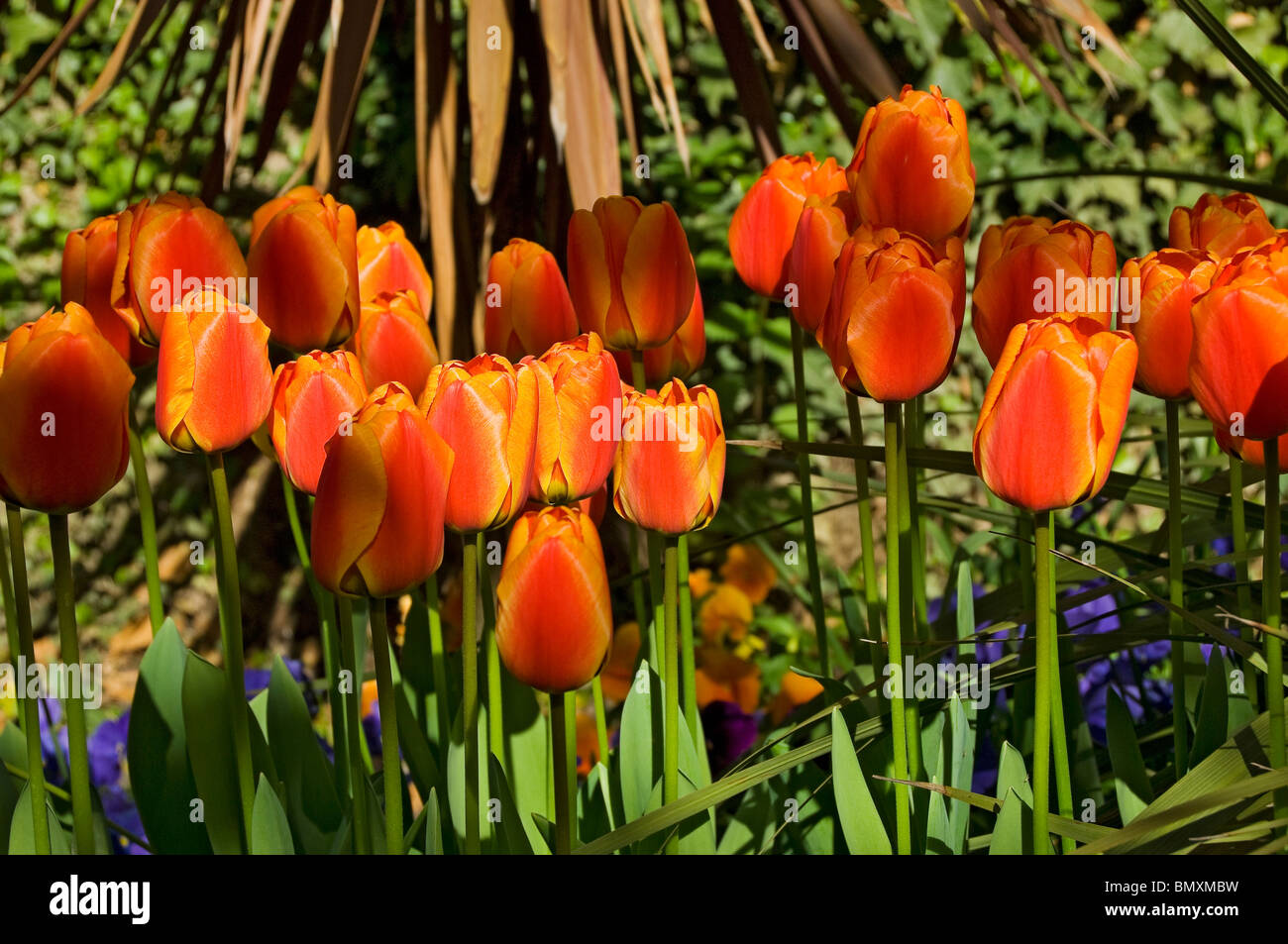 Nahaufnahme von roten und orangefarbenen Tulpen Blumen Blüten Blüten im Garten wachsen im Frühling England Vereinigtes Königreich GB Großbritannien Stockfoto