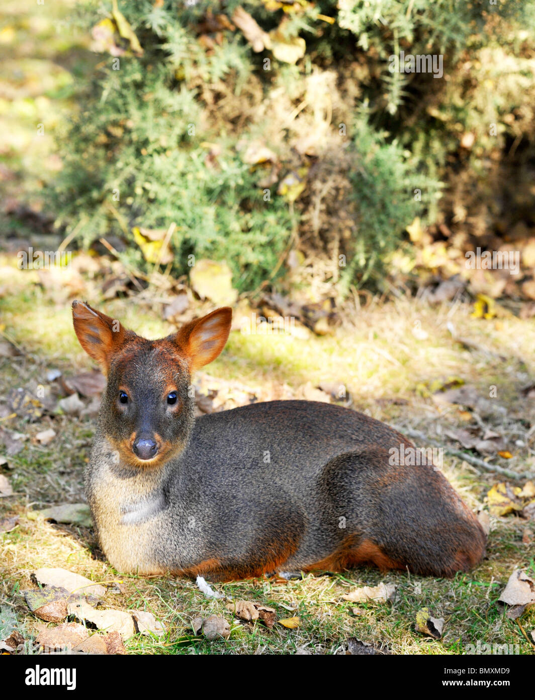 Pudu Twycross Zoo. Die Welten kleinste Art der Rehe Stockfoto