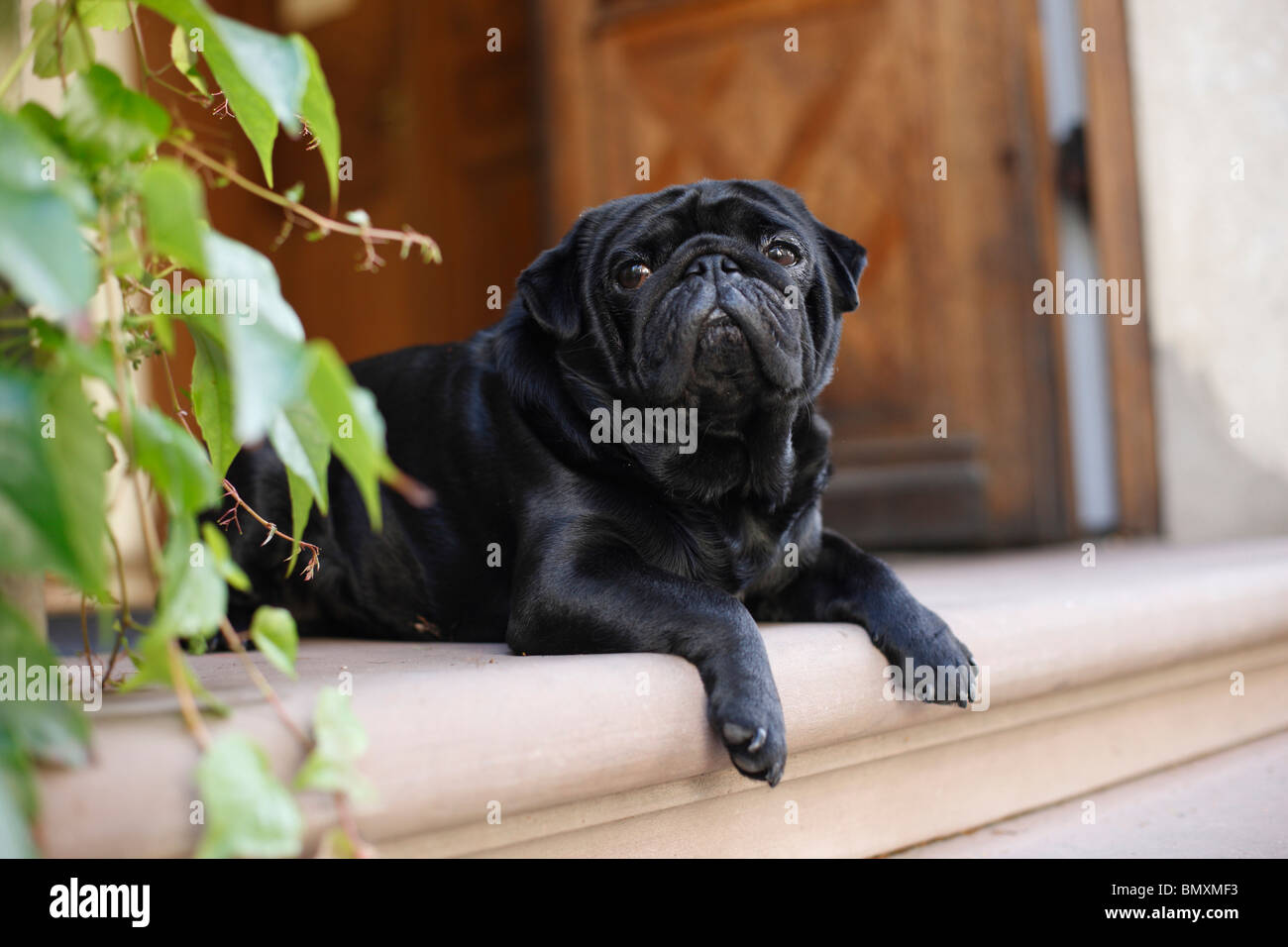 Mops (Canis Lupus F. Familiaris), schwarze Frau liegend auf der Landung an einem Hauseingang Stockfoto