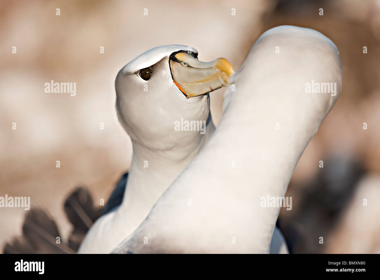 Schüchtern Sie, Albatros, Thalassarche Cauta Schnabel Klappern Stockfoto