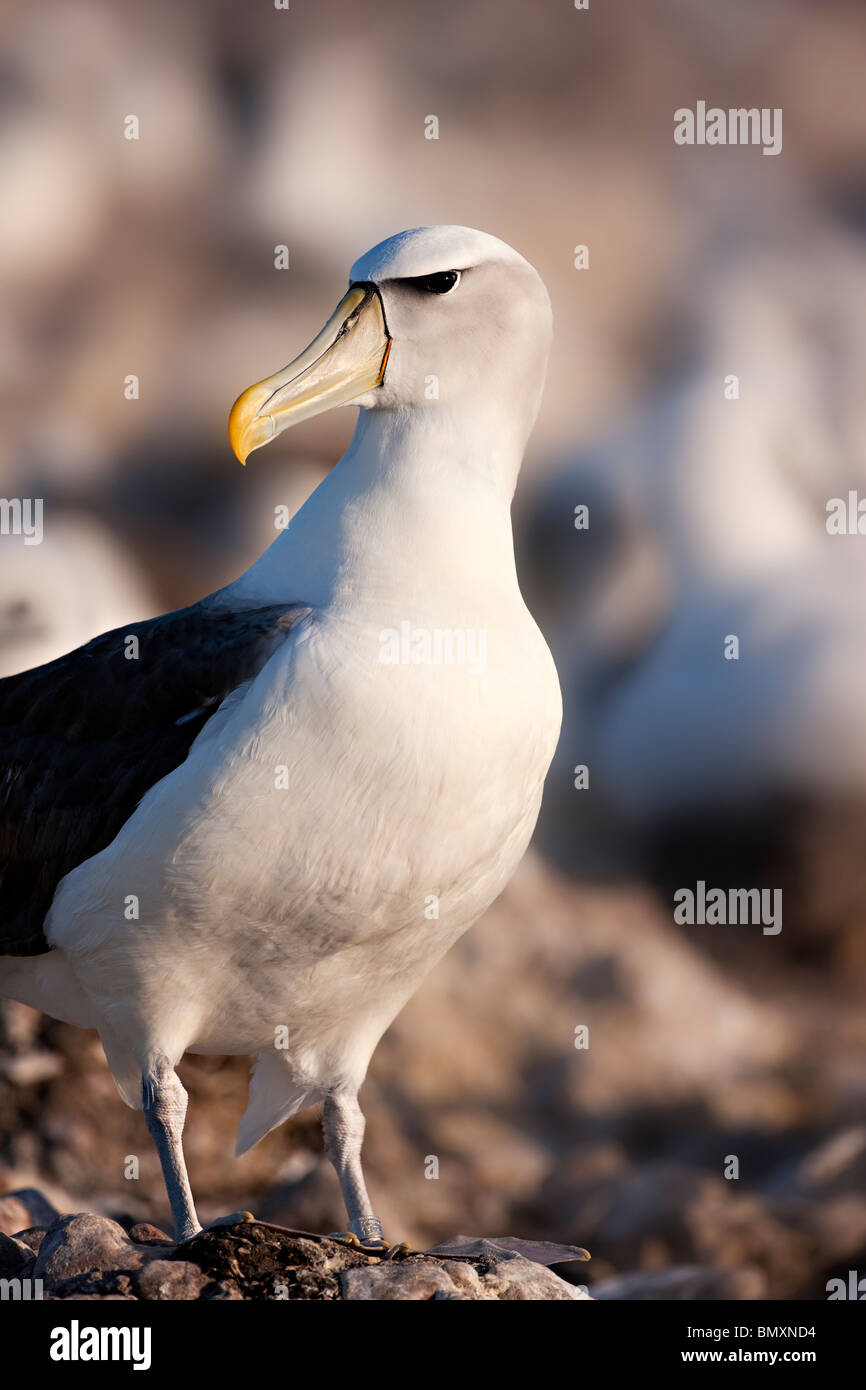 Schüchterner Albatros Thalassarche cauta Stockfoto